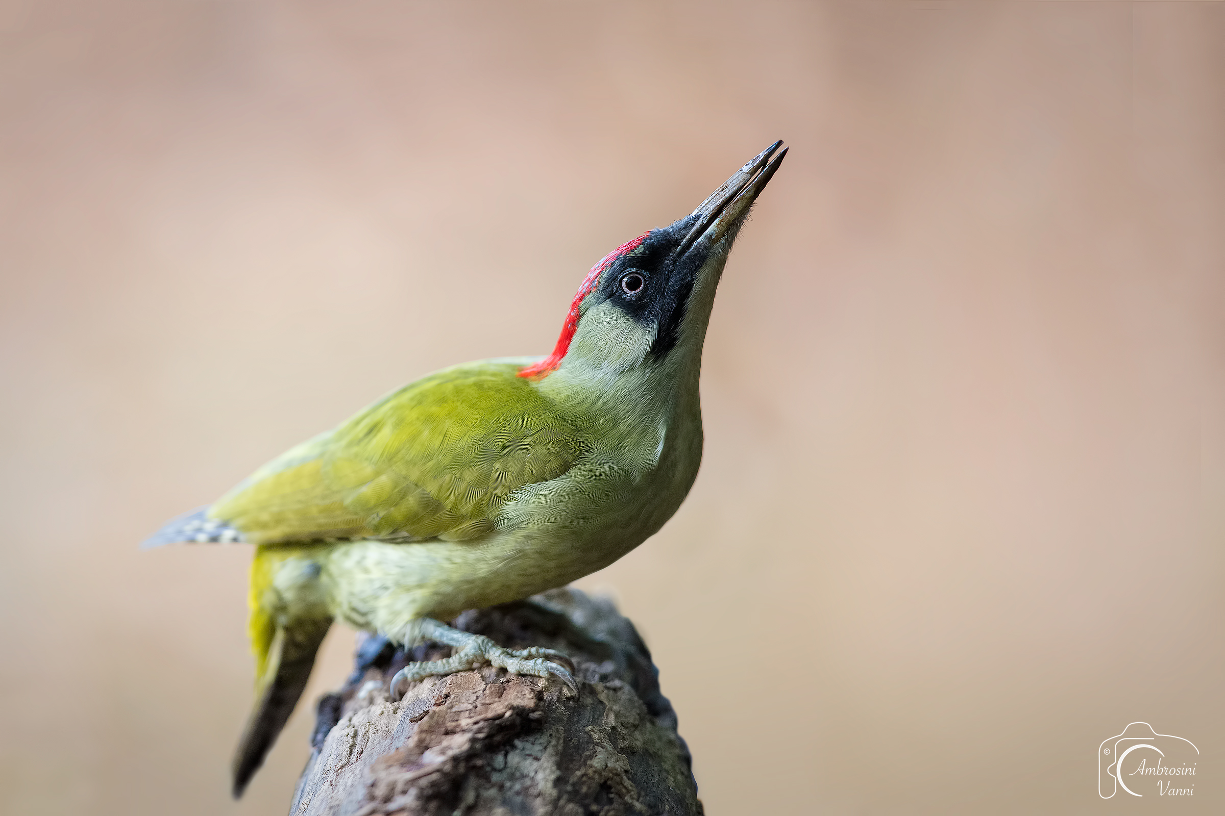 The most anticipated