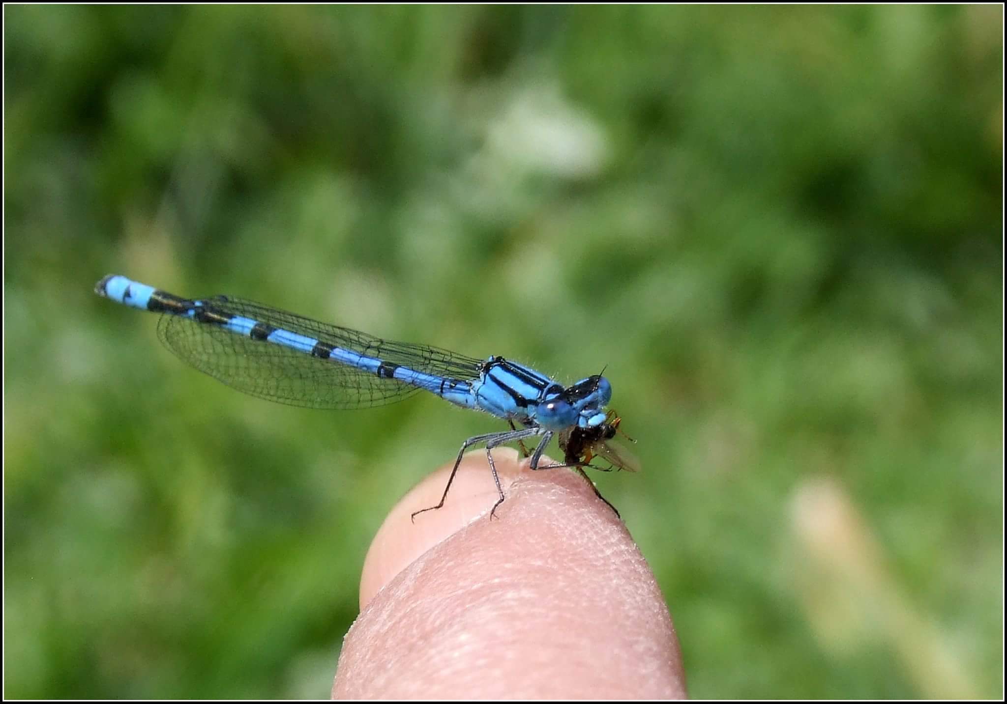 " Enallagma cyathigerum " maschio...