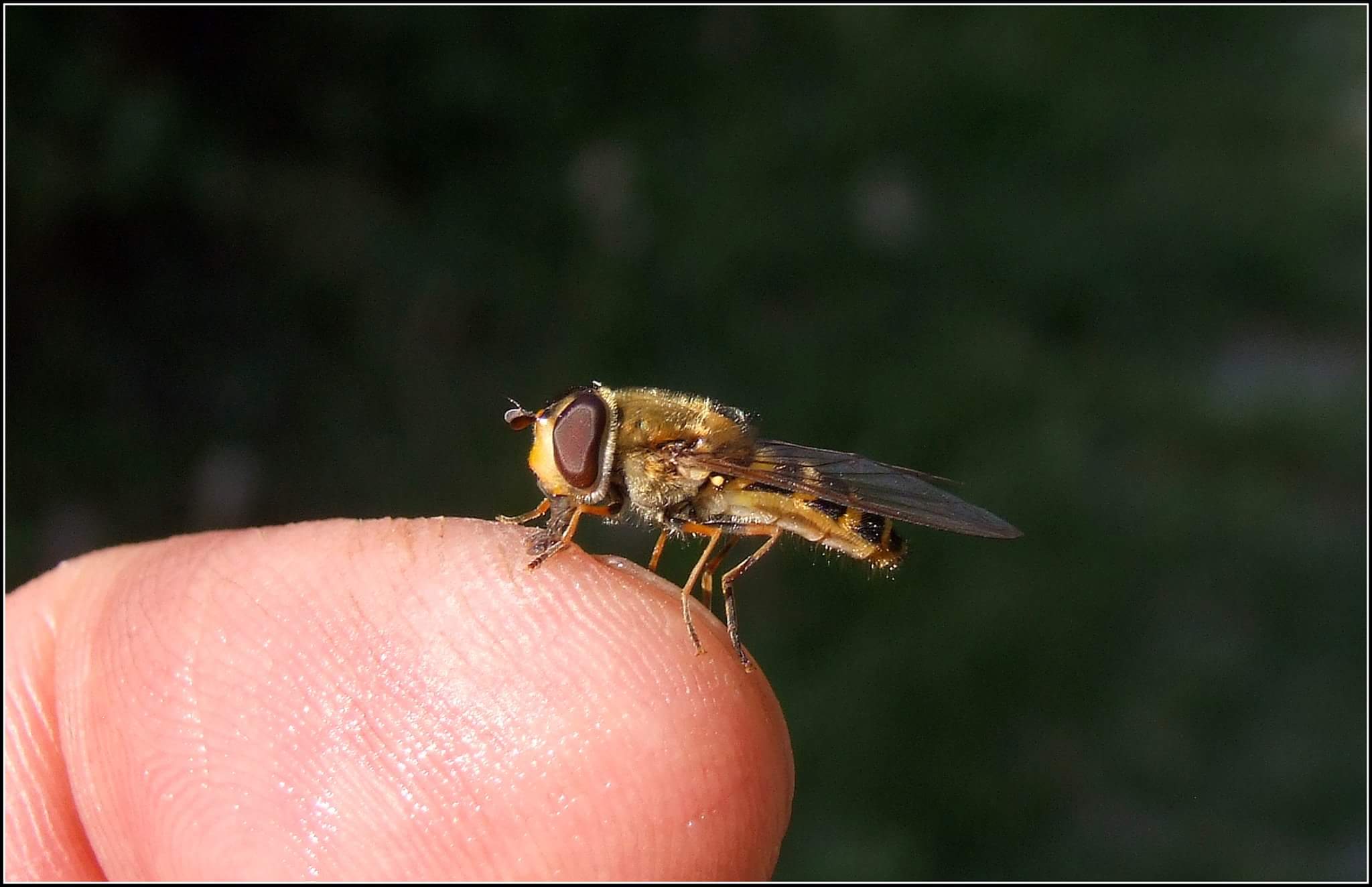 "Sirphus ribesii" female ...