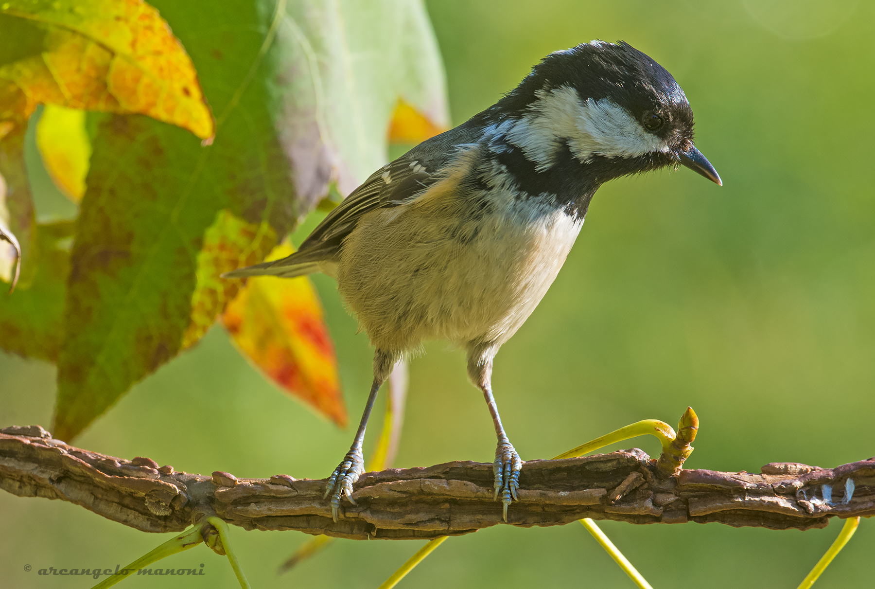 Hornbeam in the colors of autumn