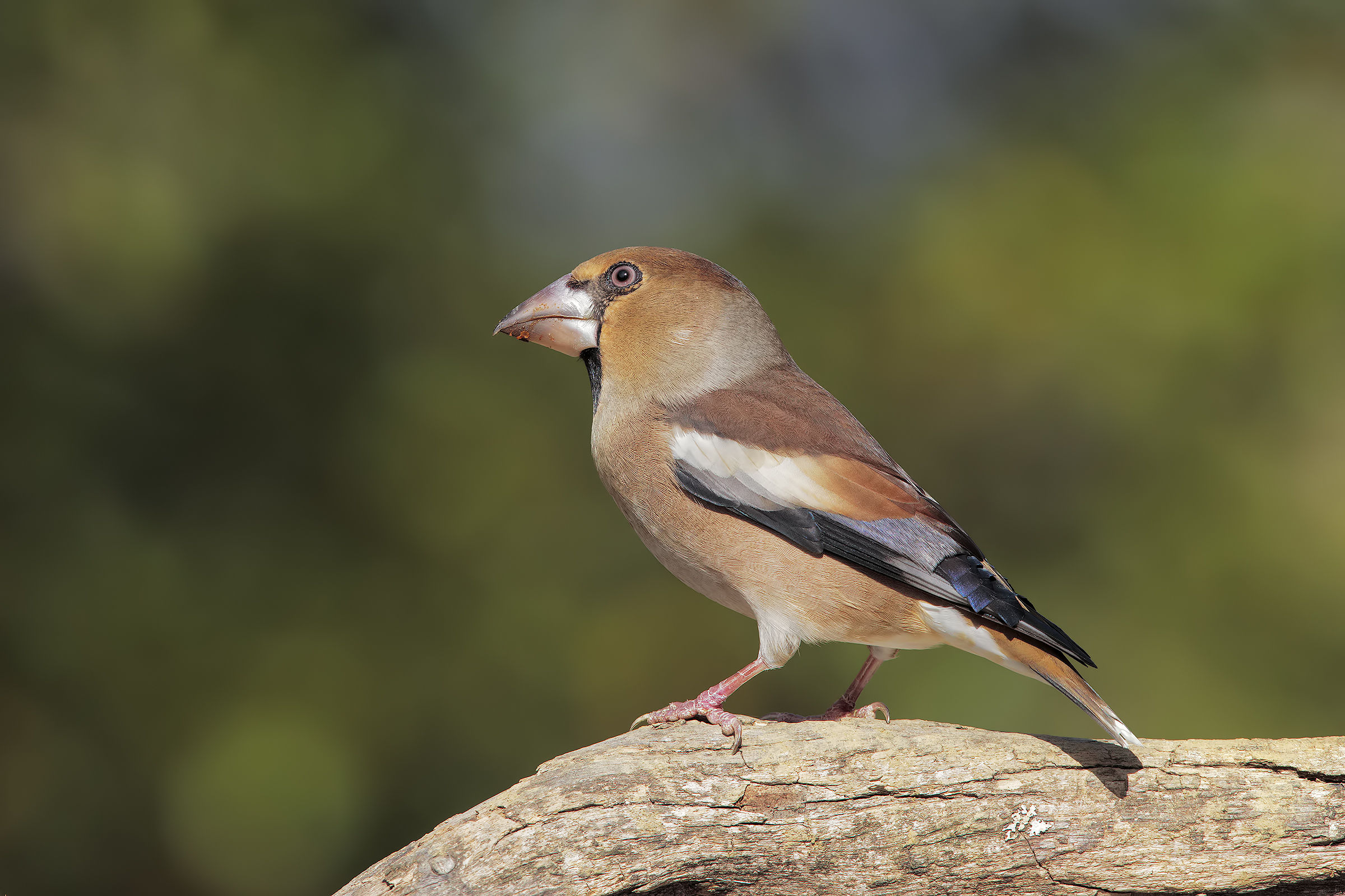 okay ... I put one I'm also new in season