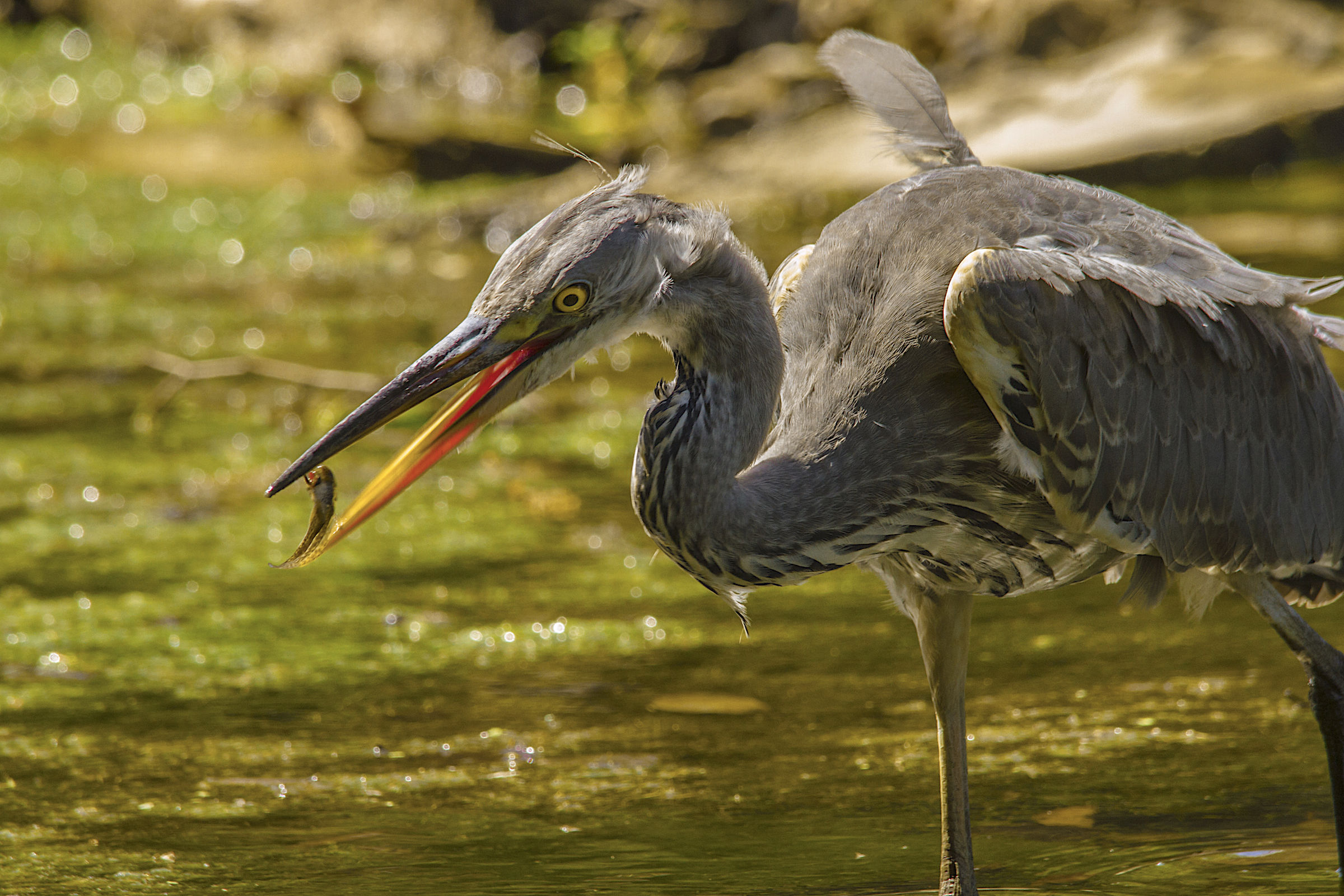 metamorphoses interrupted