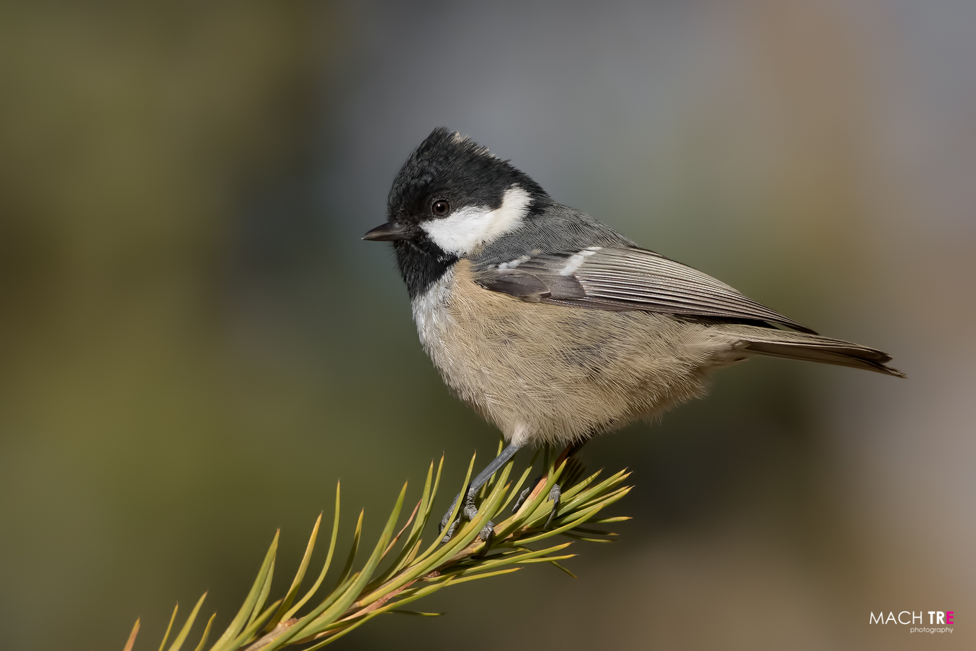 Cincia mora (Periparus ater)