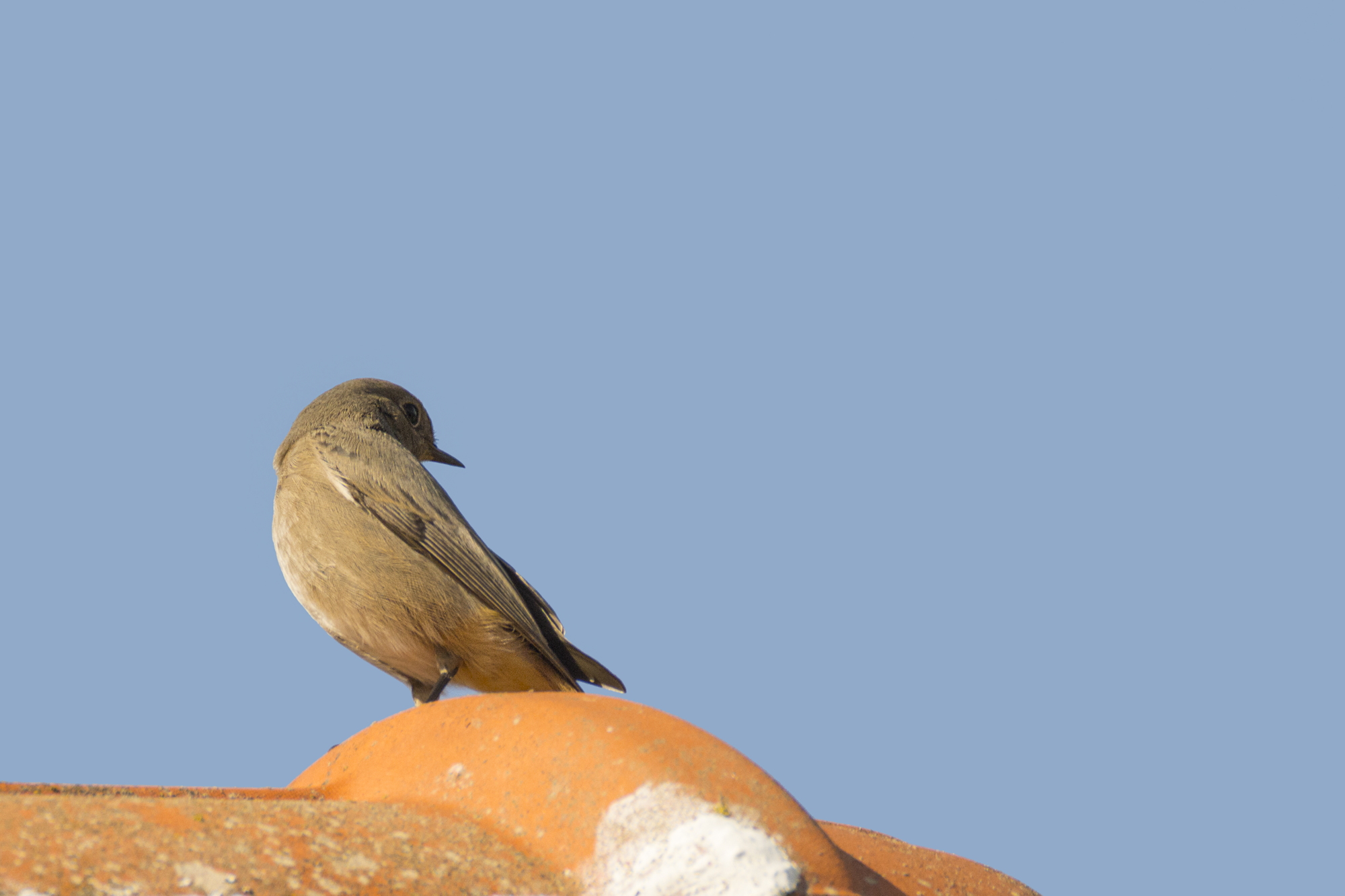 Codirosso spazzacamino