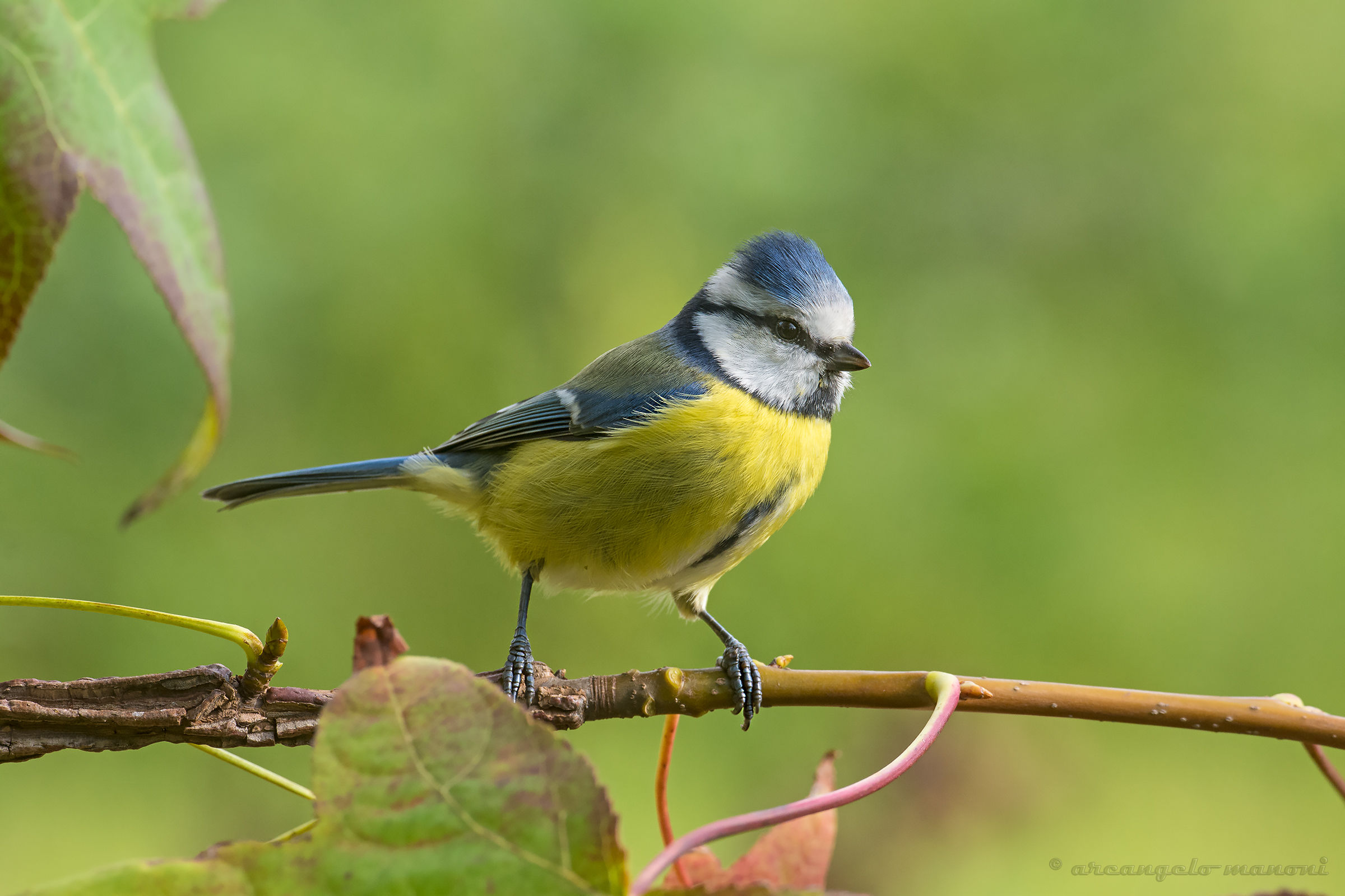 Walking through the red frasche
