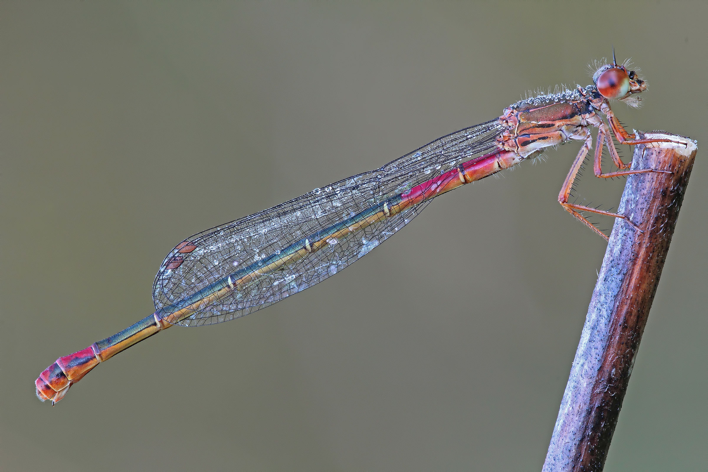 ....l'indispensabile....il soggetto ed un posatoio !!!
