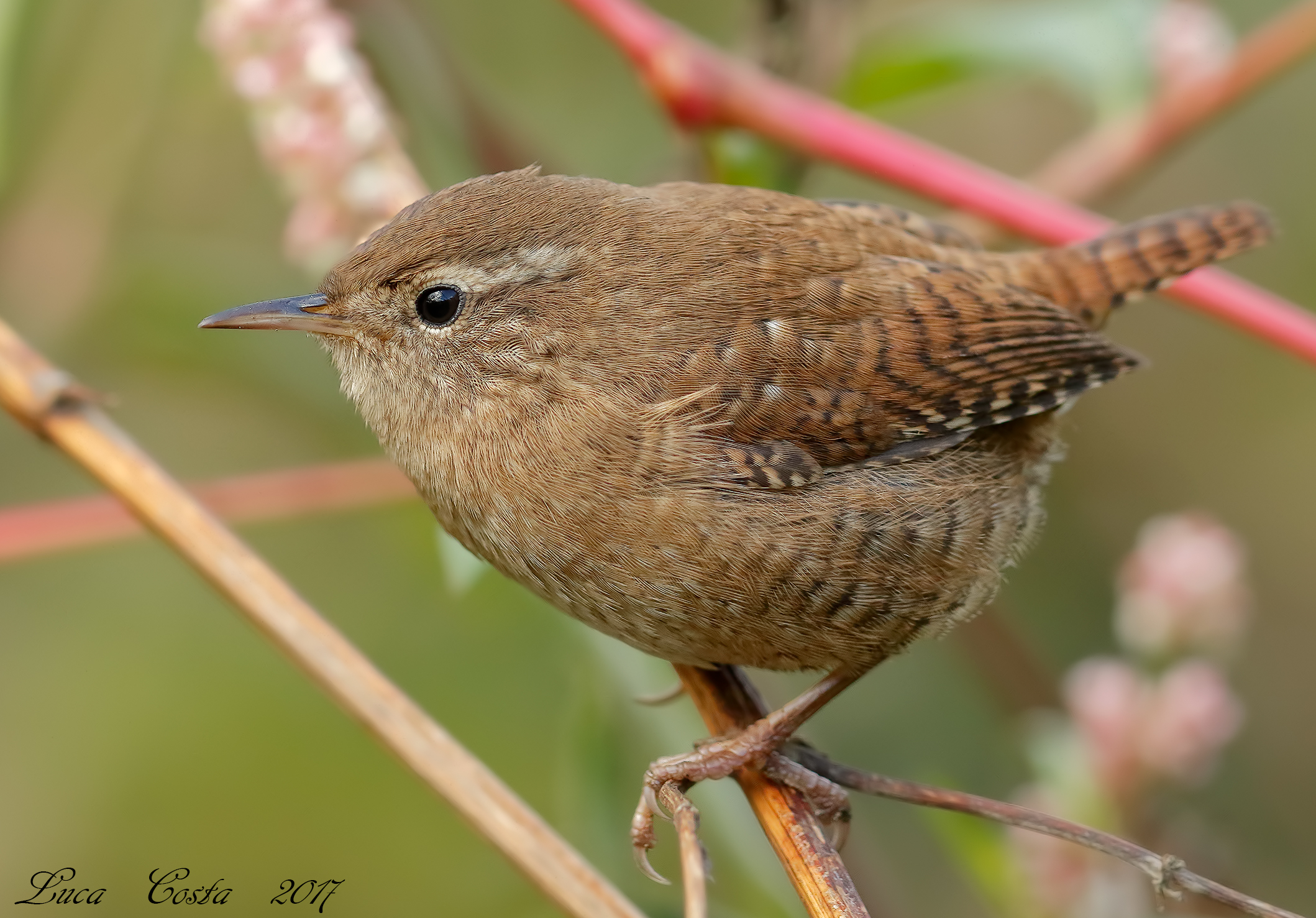 Wren