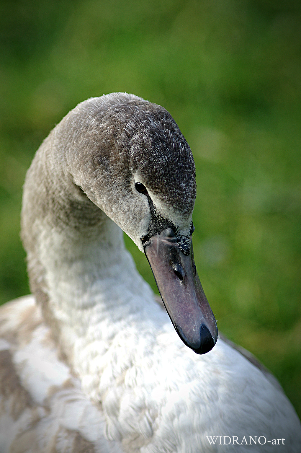 crvenokljuni labud cygnus olor 11/11/2017
