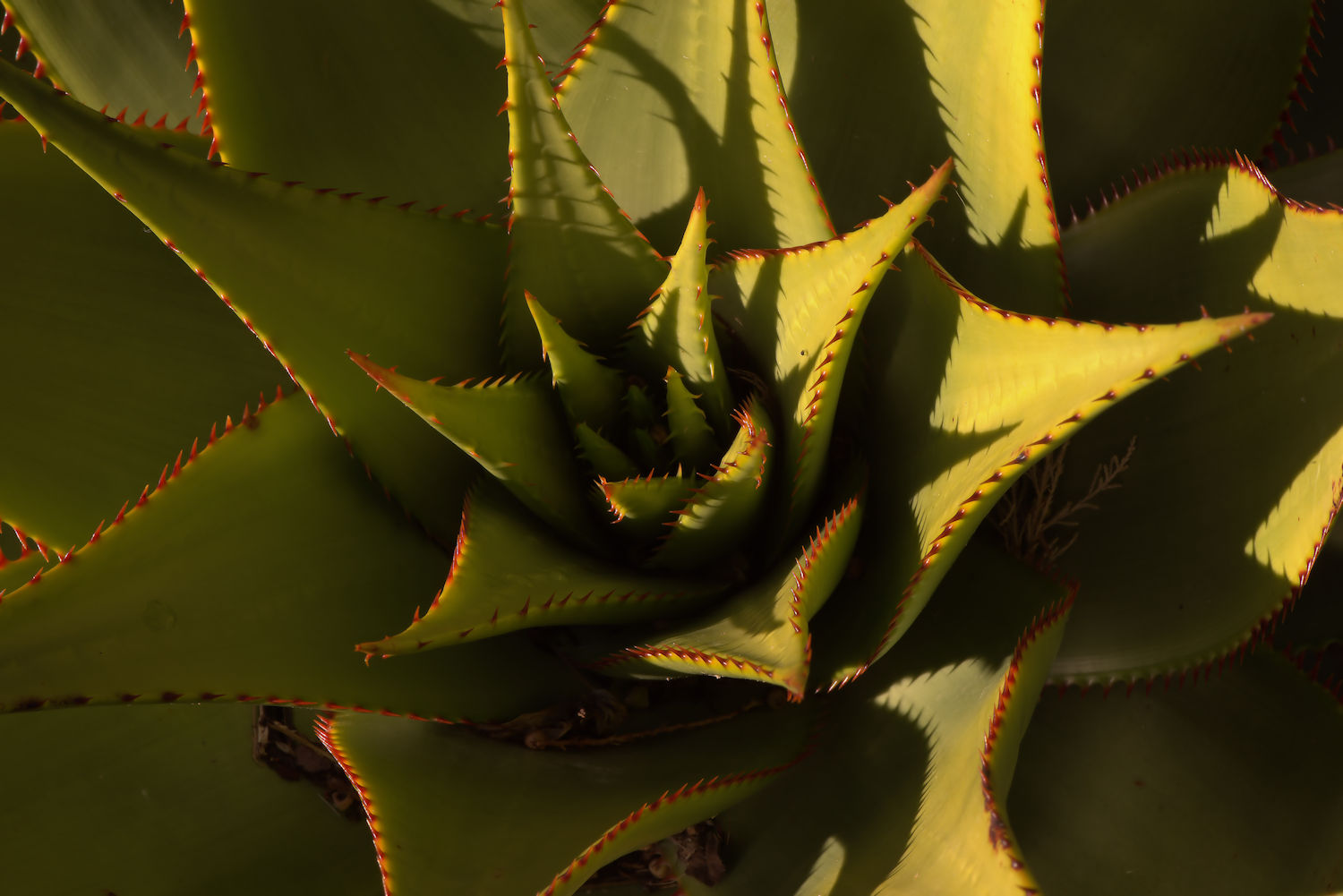 Aloe