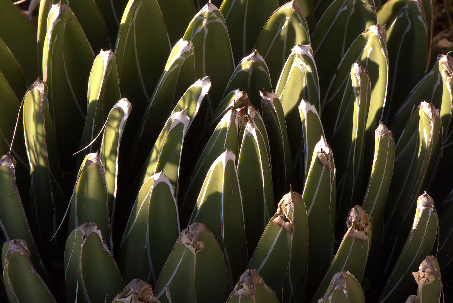Aloe victoriae reginae