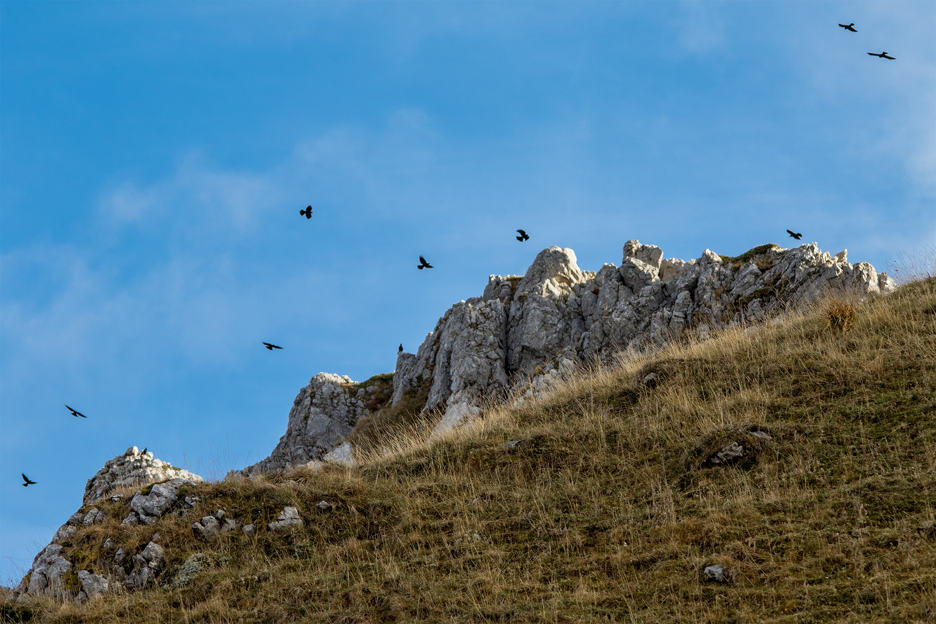 Gracchi appenninici (alpini)
