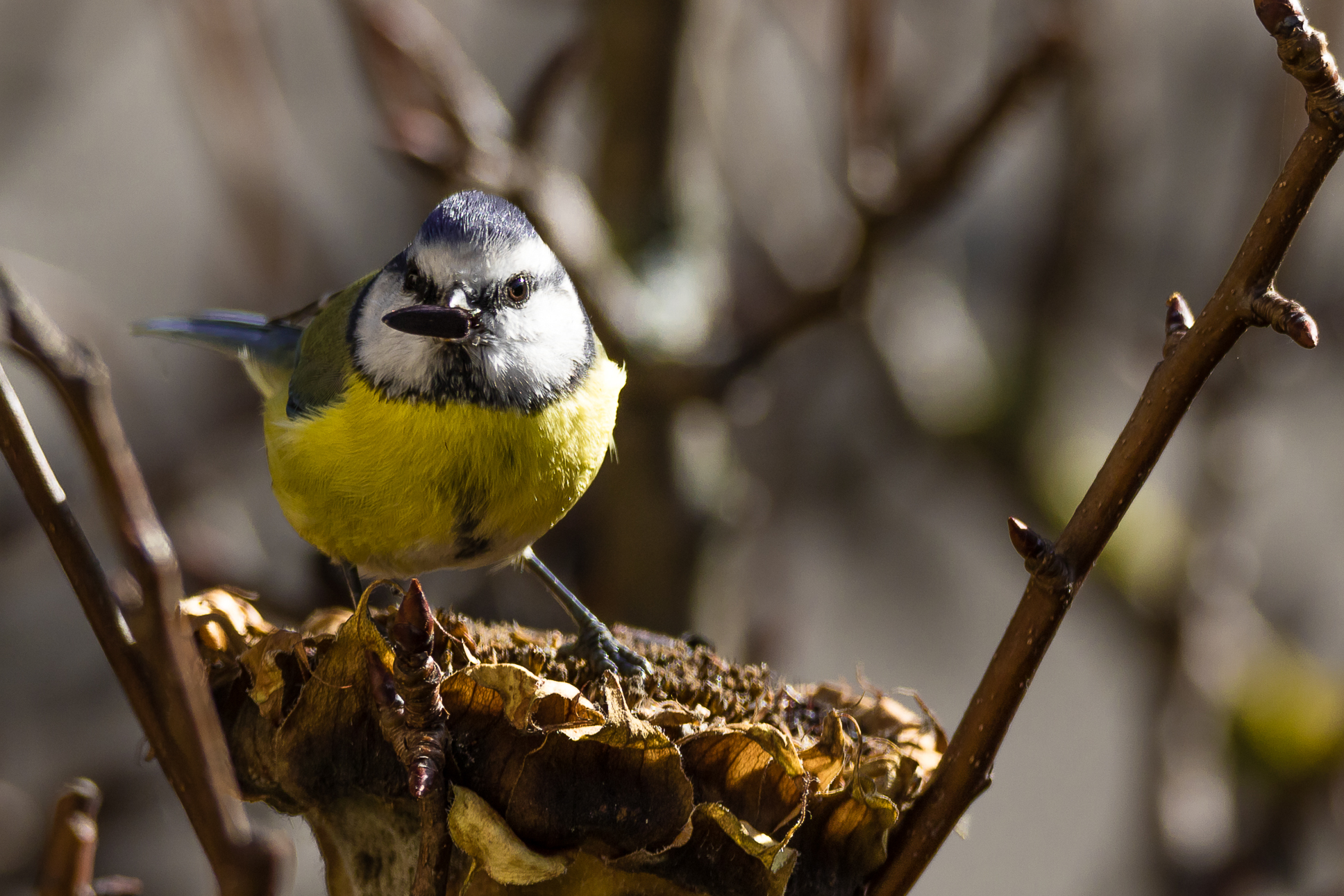 Cinciarella affamata
