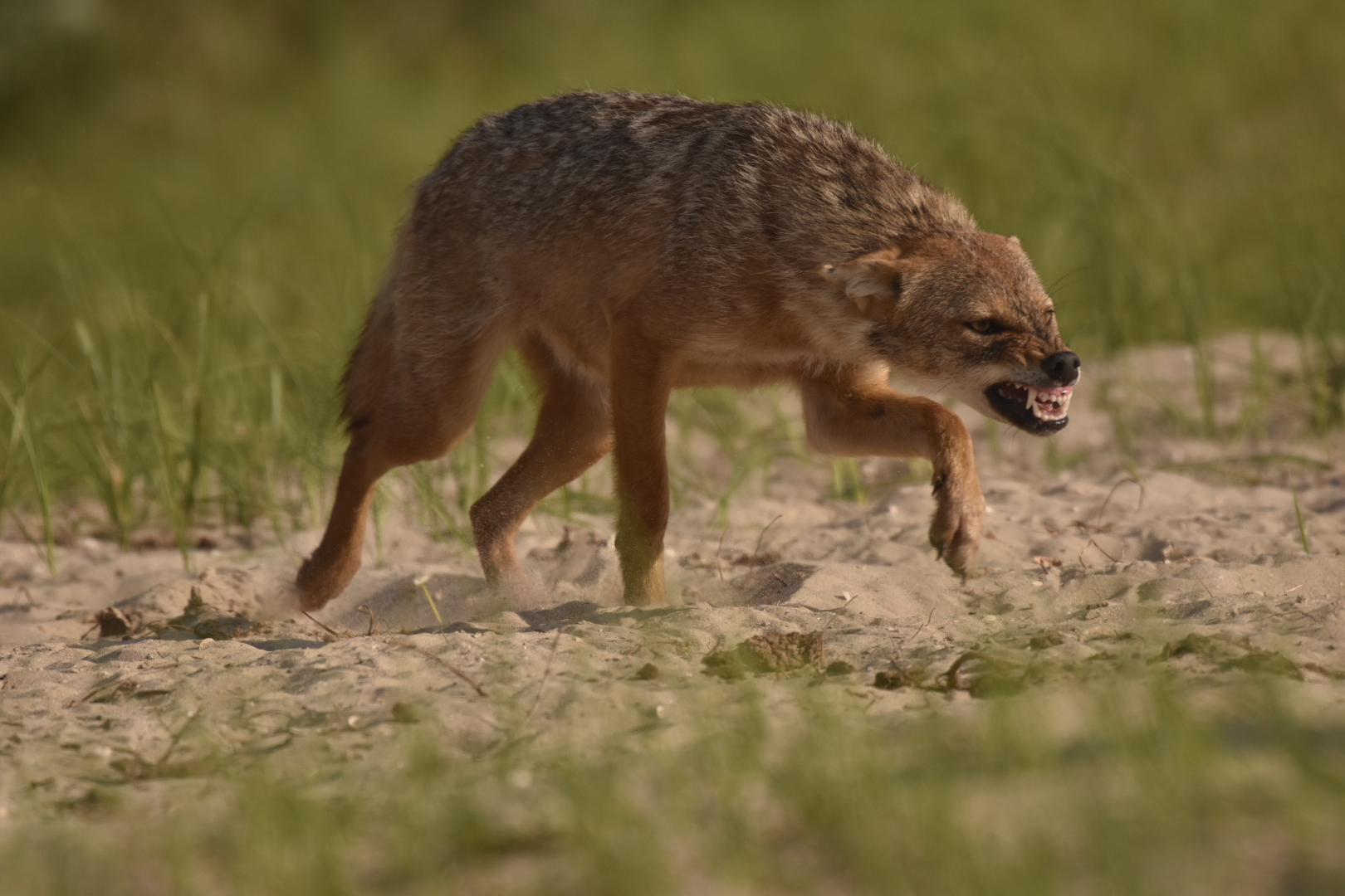 golden jackal