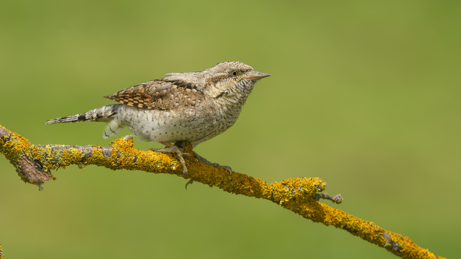 Boyunçeviren » Jynx torquilla » Eurasian ...