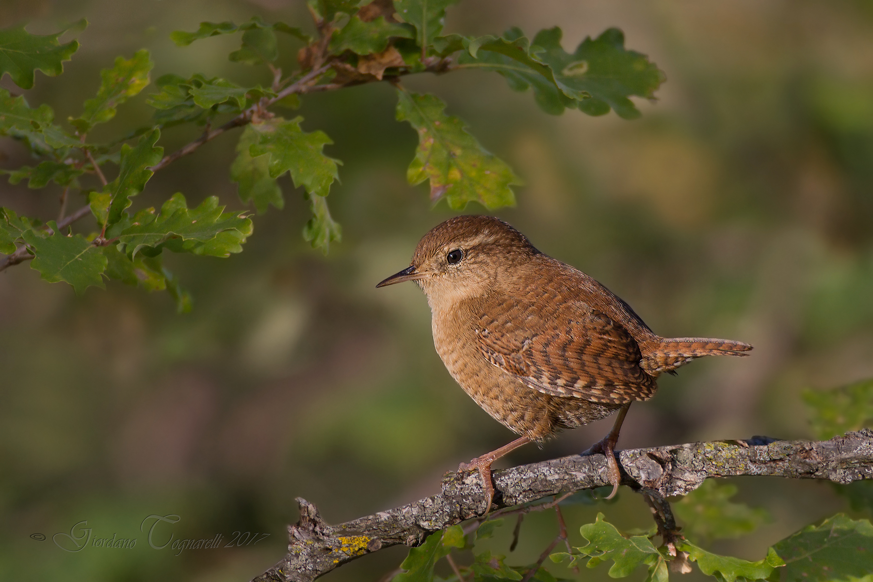 Wren