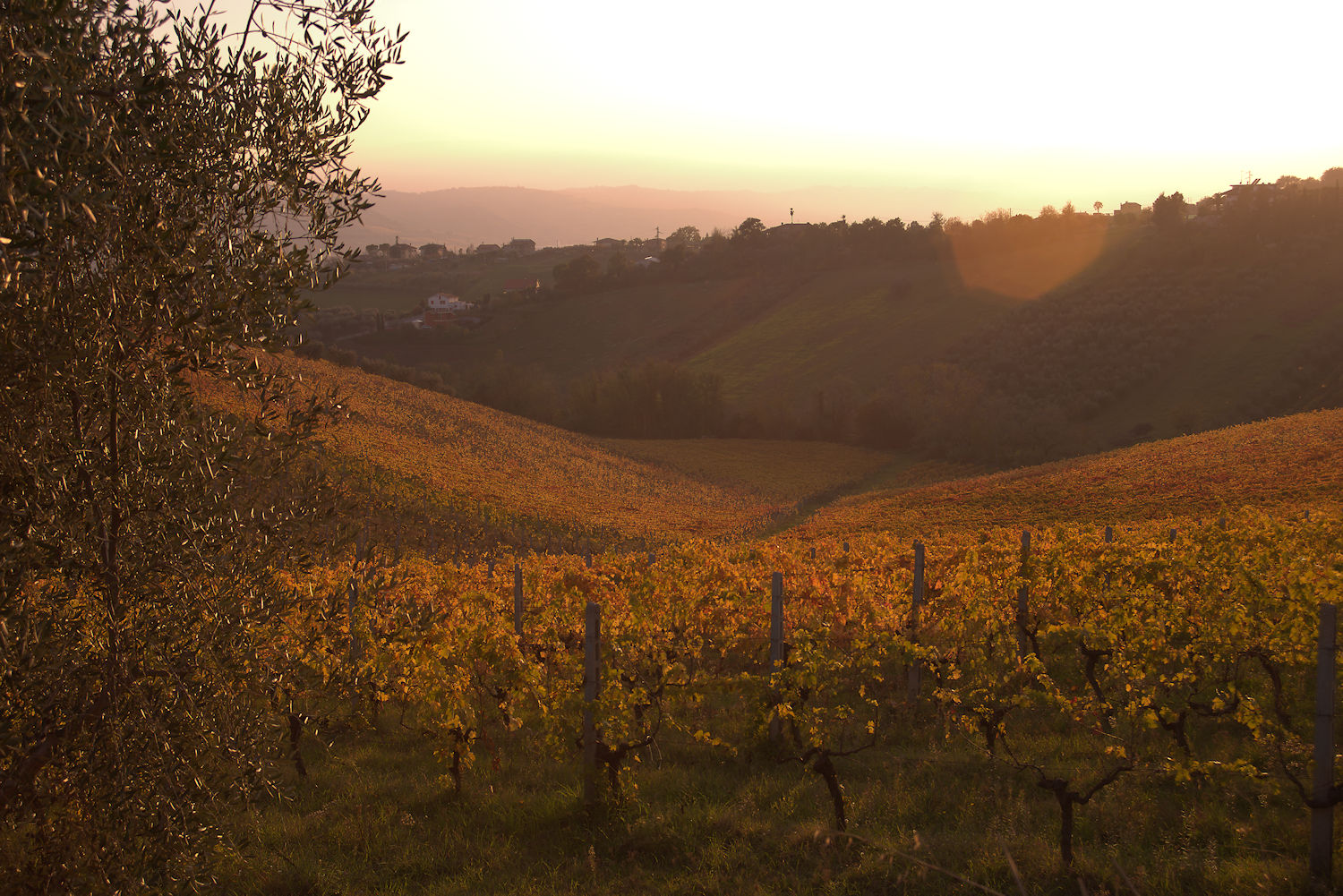 Hills of Monteprandone, AP, Marche