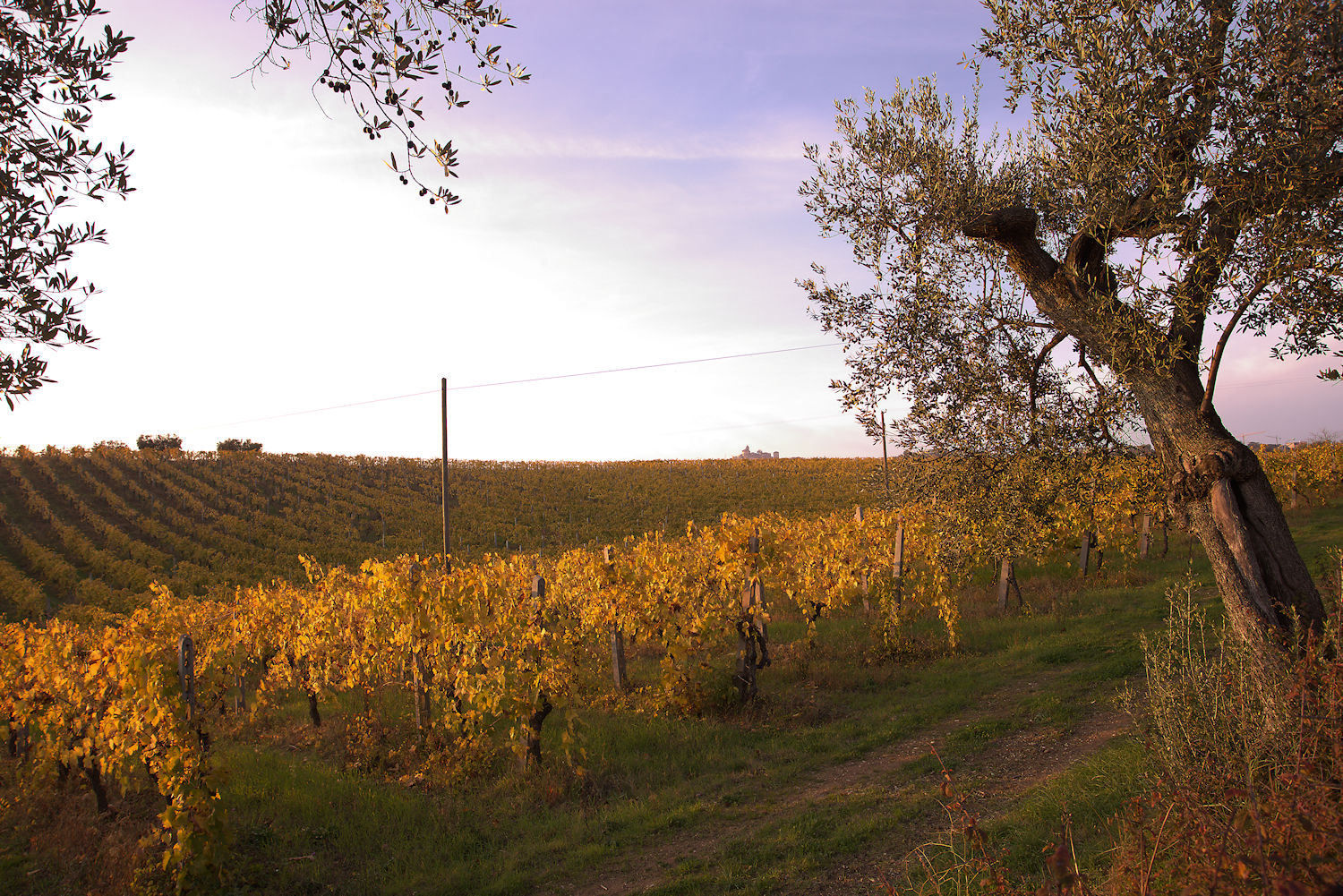 Hills of Monteprandone, AP, Marche