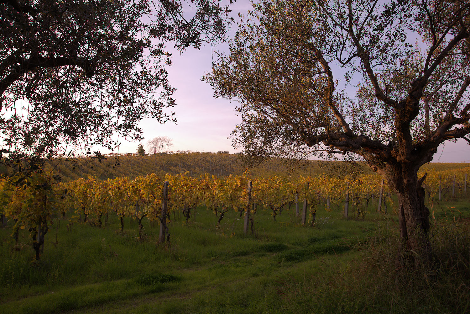 Hills of Monteprandone, AP, Marche