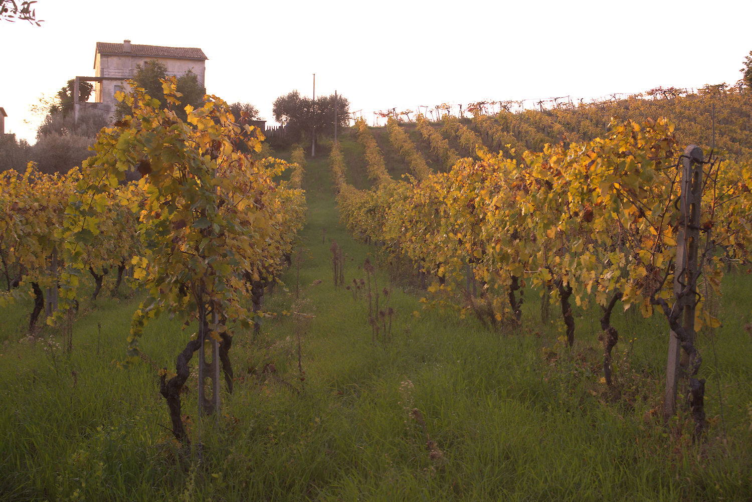 Hills of Monteprandone, AP, Marche