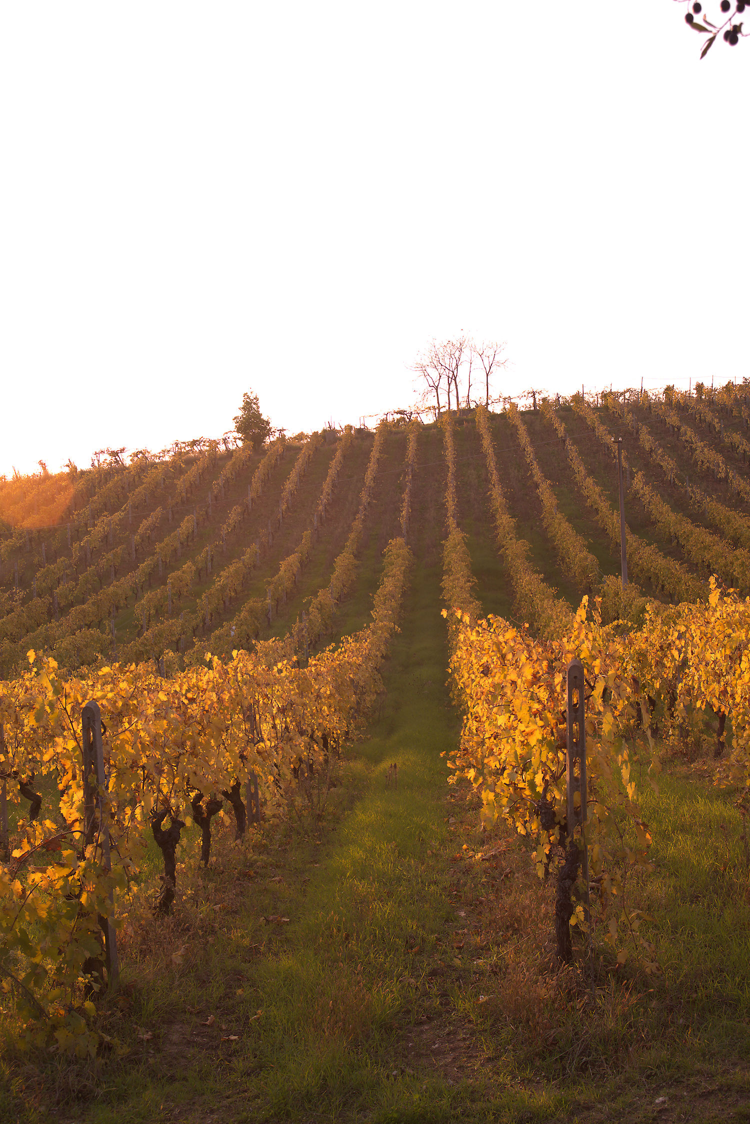 Hills of Monteprandone, AP, Marche