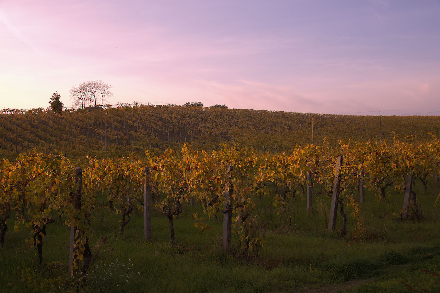 Hills of Monteprandone, AP, Marche