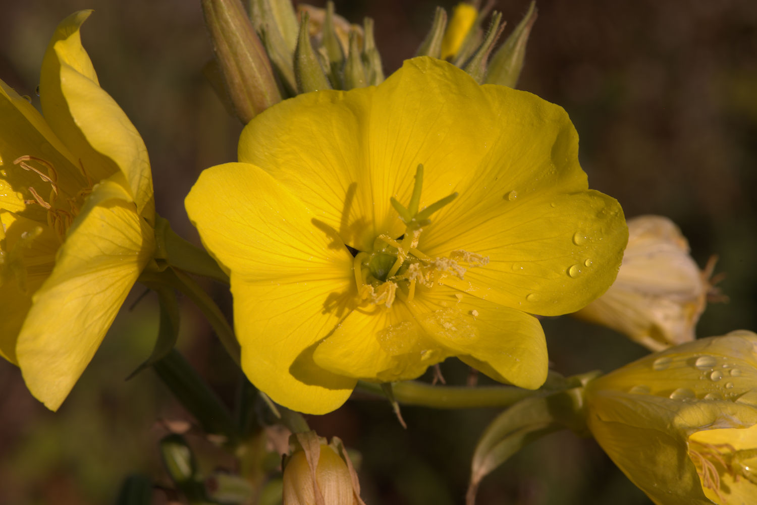 Flowers of the Coast