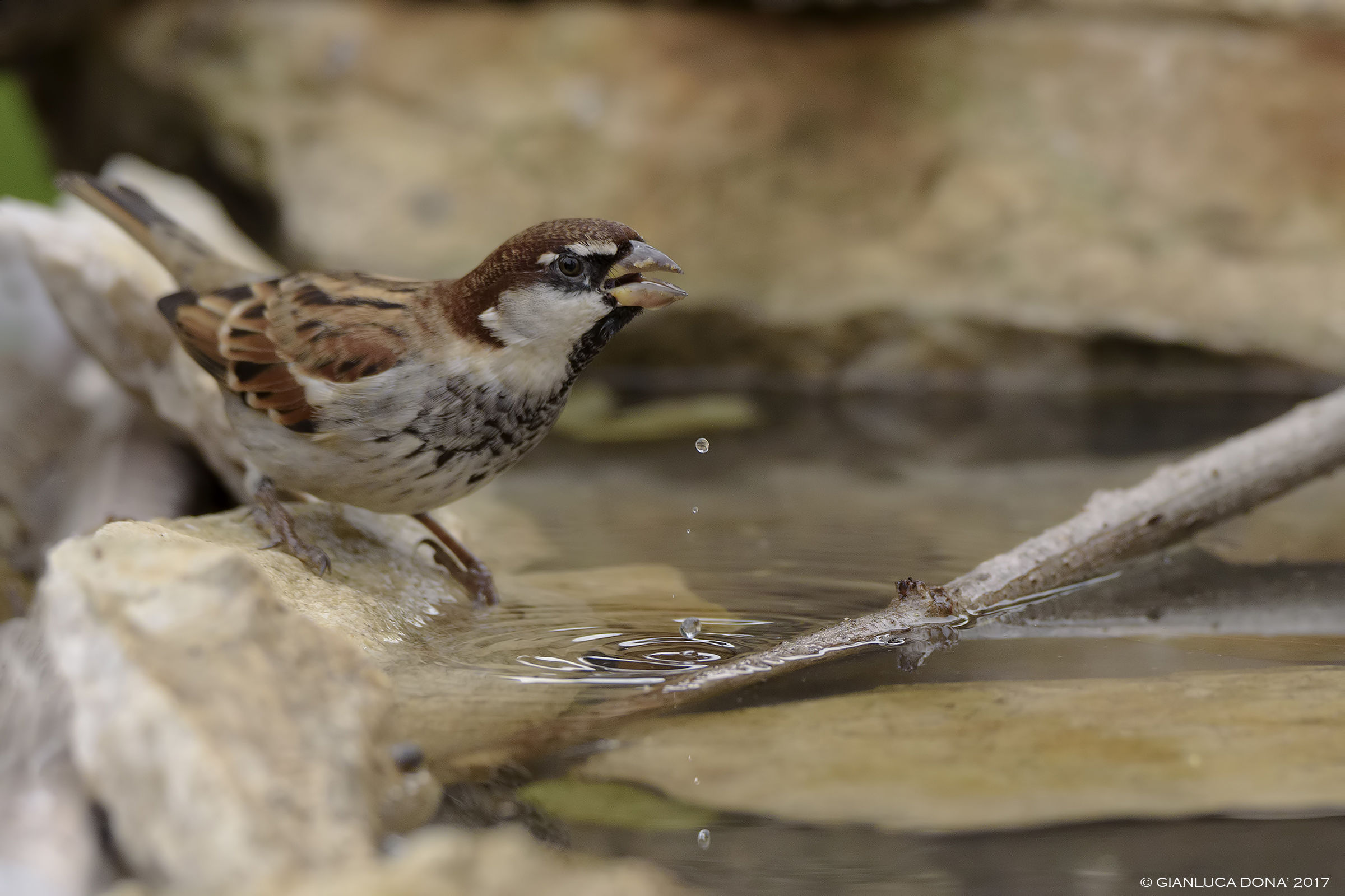 Home sparrow