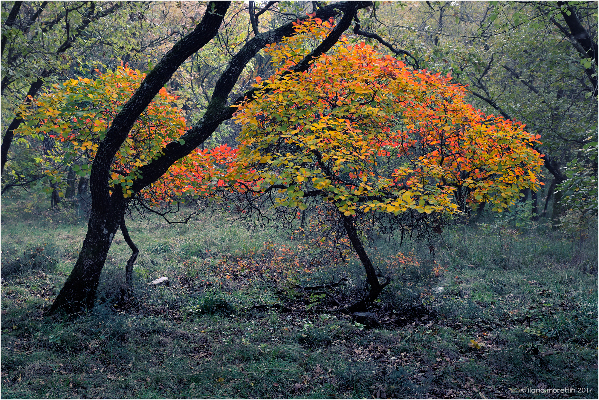 Tutti i colori del Carso