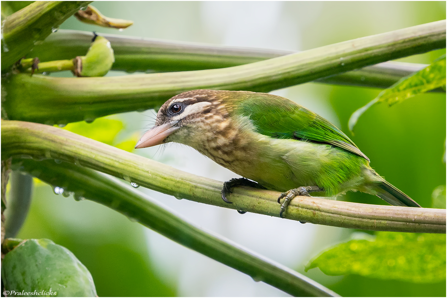 White-cheeked Barbet