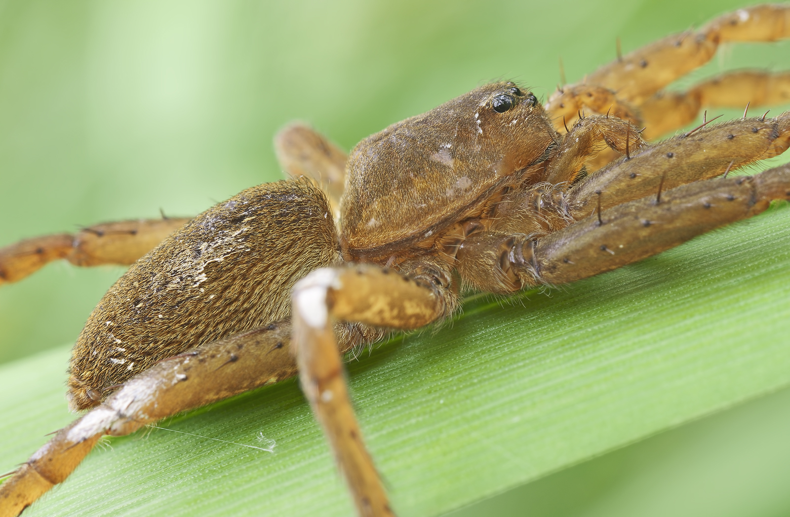 Dolomedes plantarius