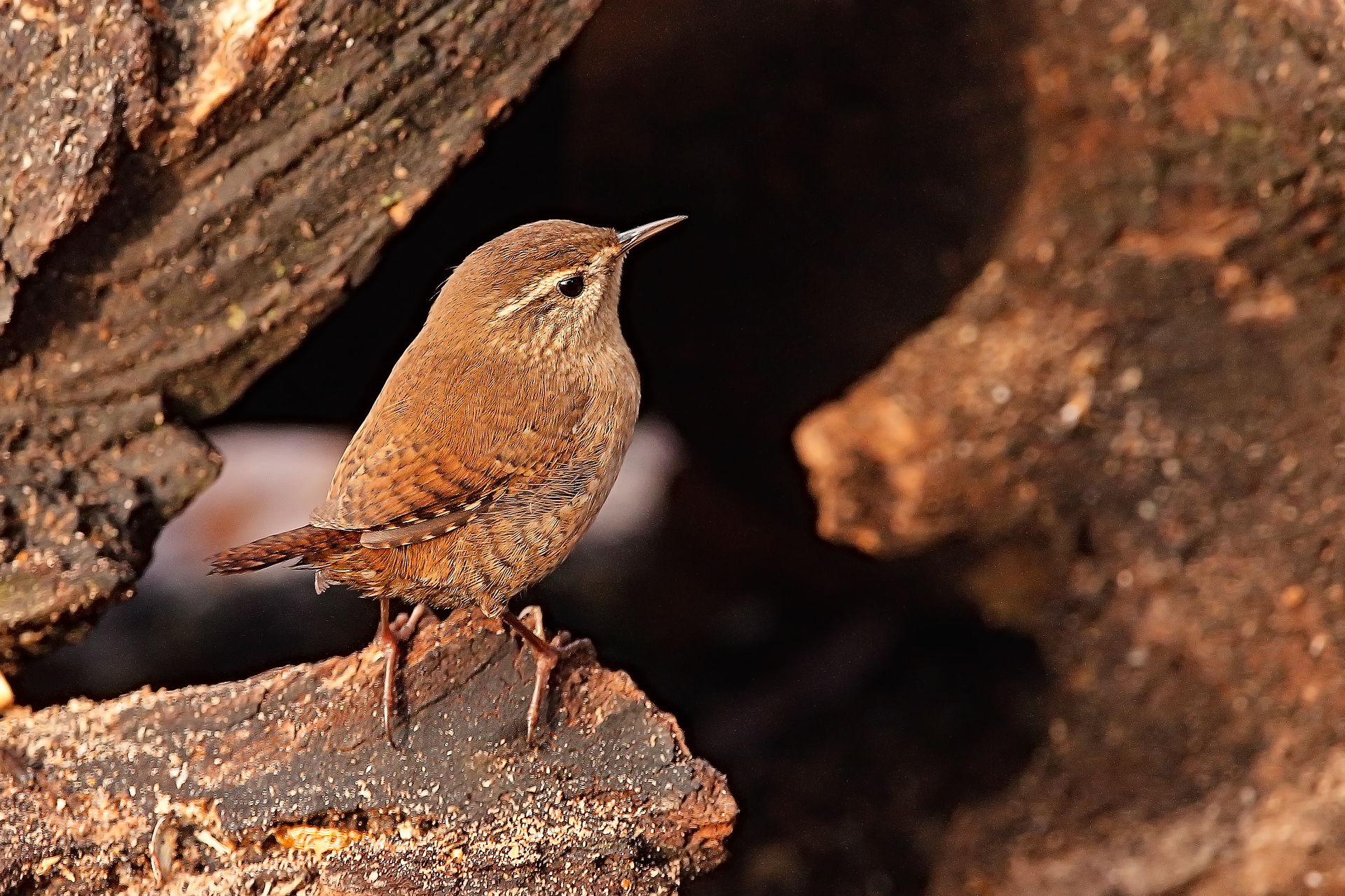 wren