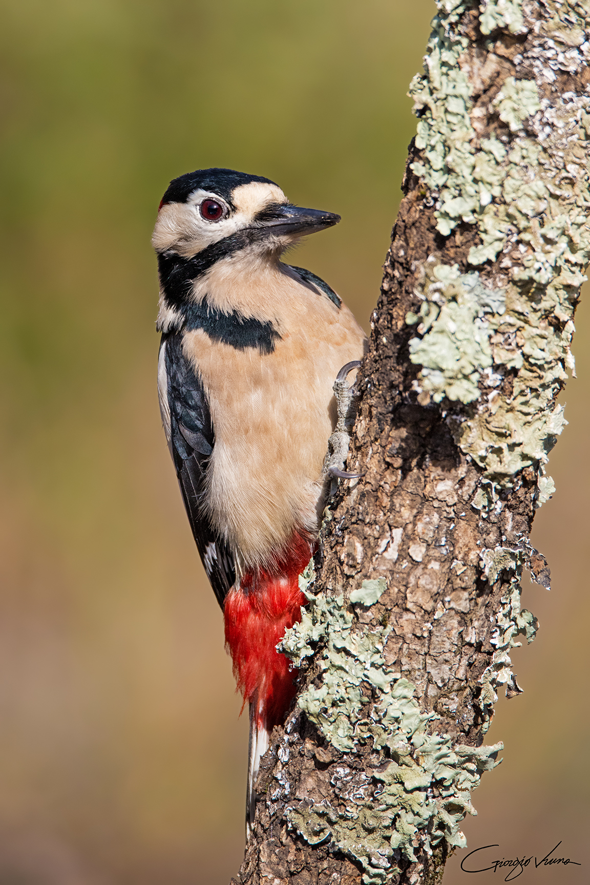 Red woodpecker