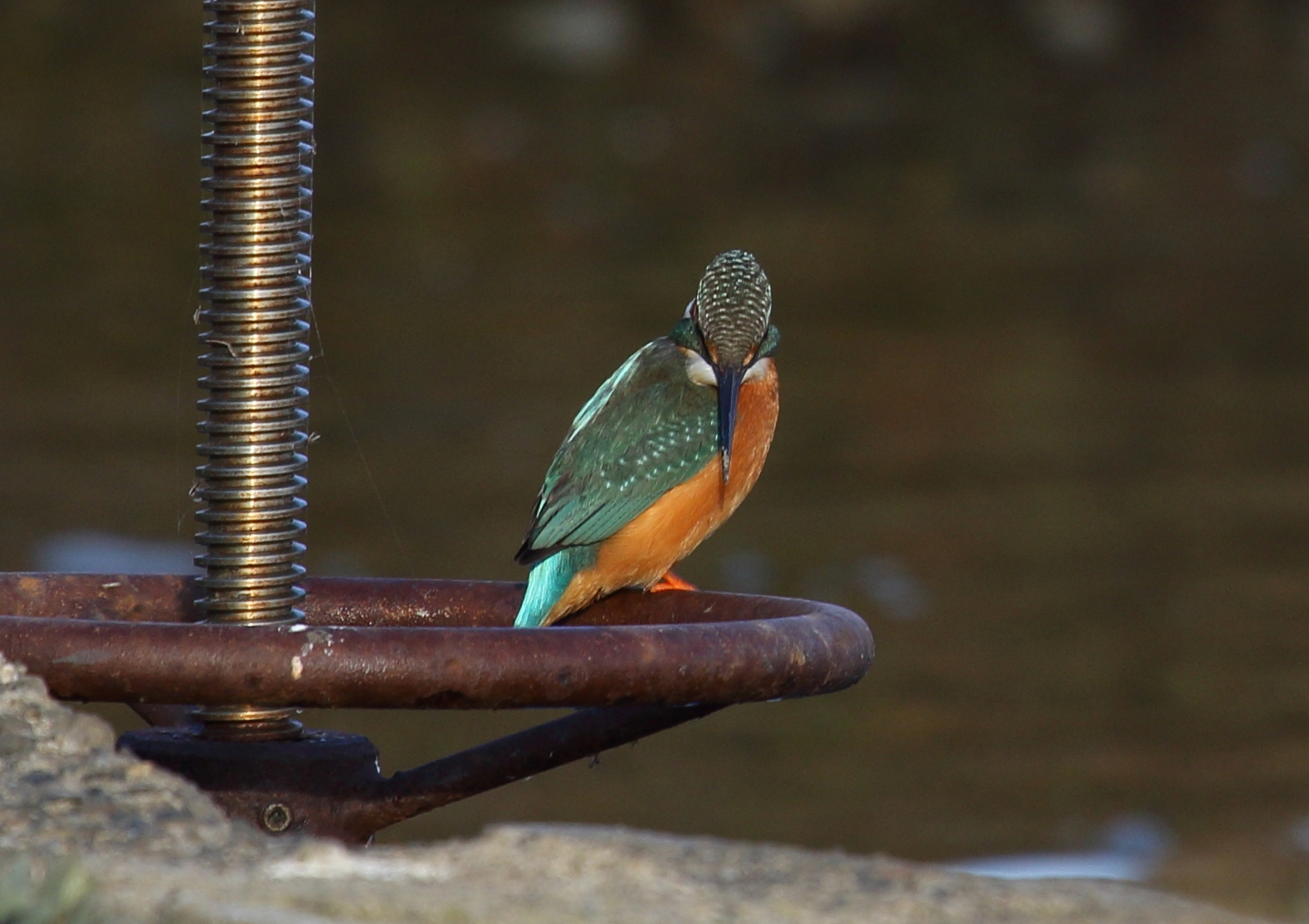 kingfisher