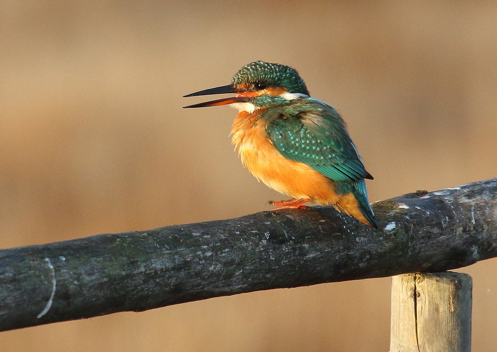 kingfisher