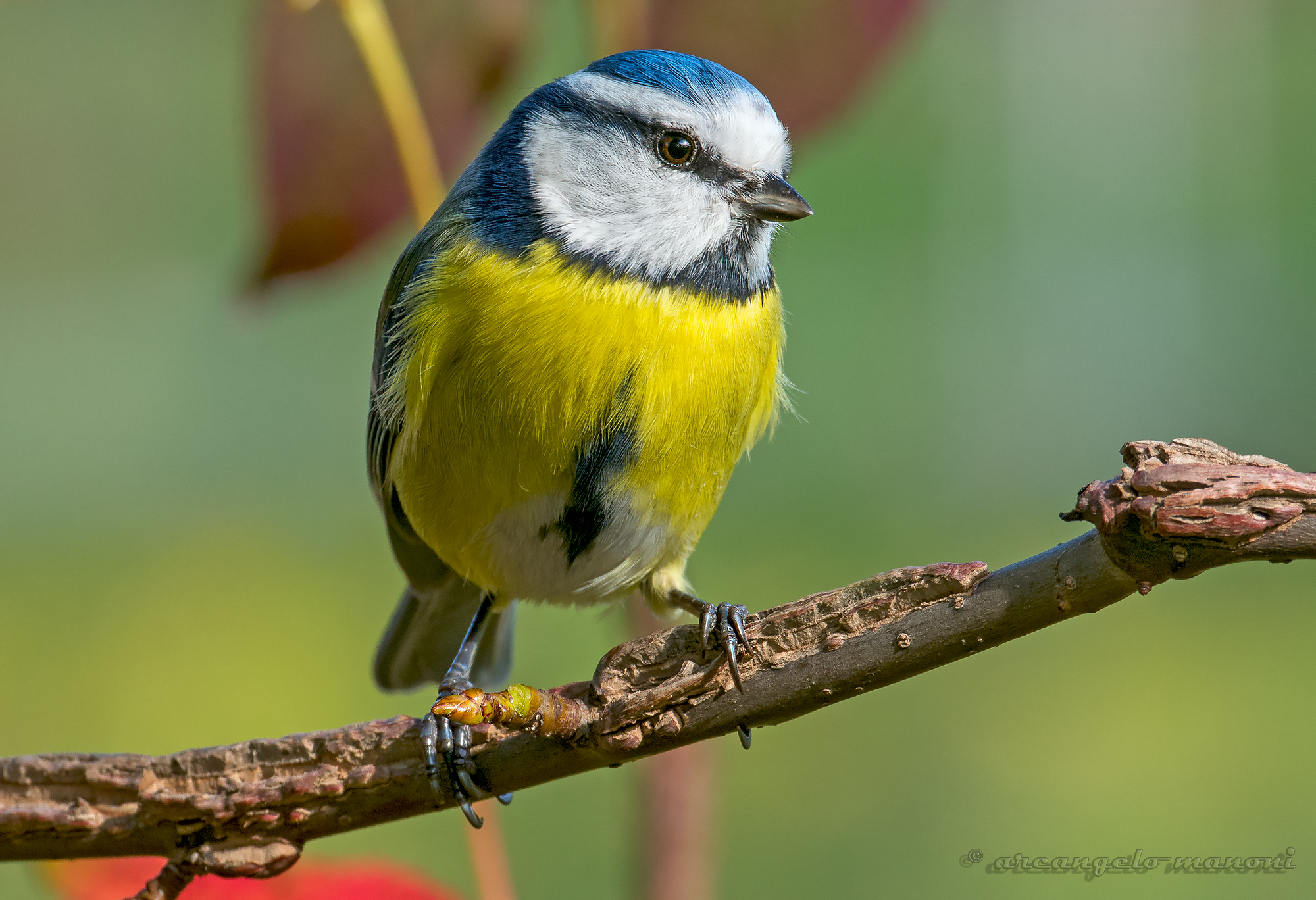 I introduce you to '' whiteworm ''