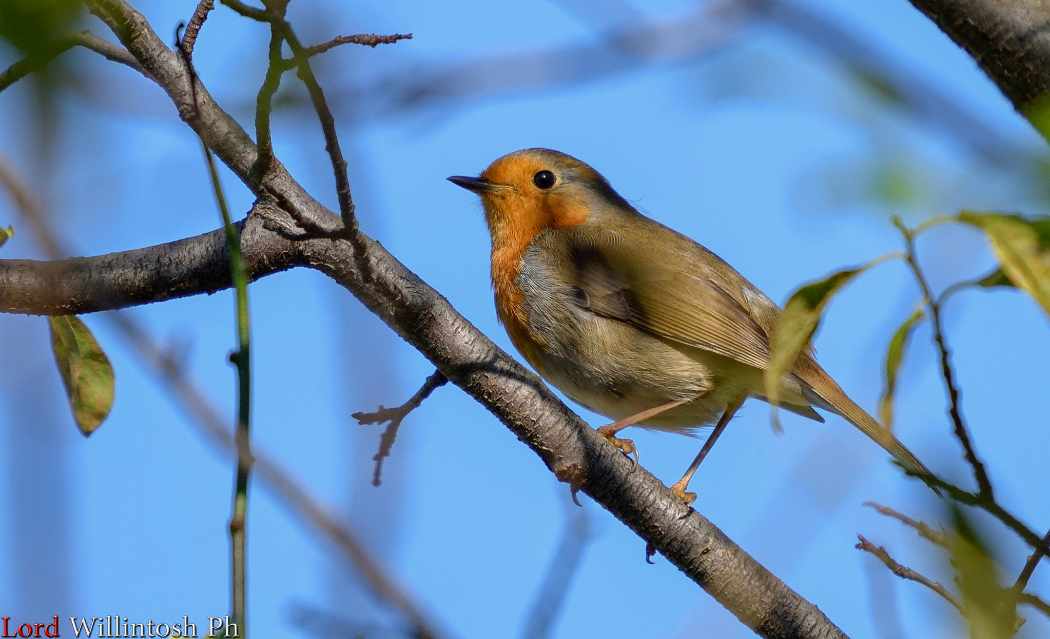 Test Sigma 100-400mm Caffarella