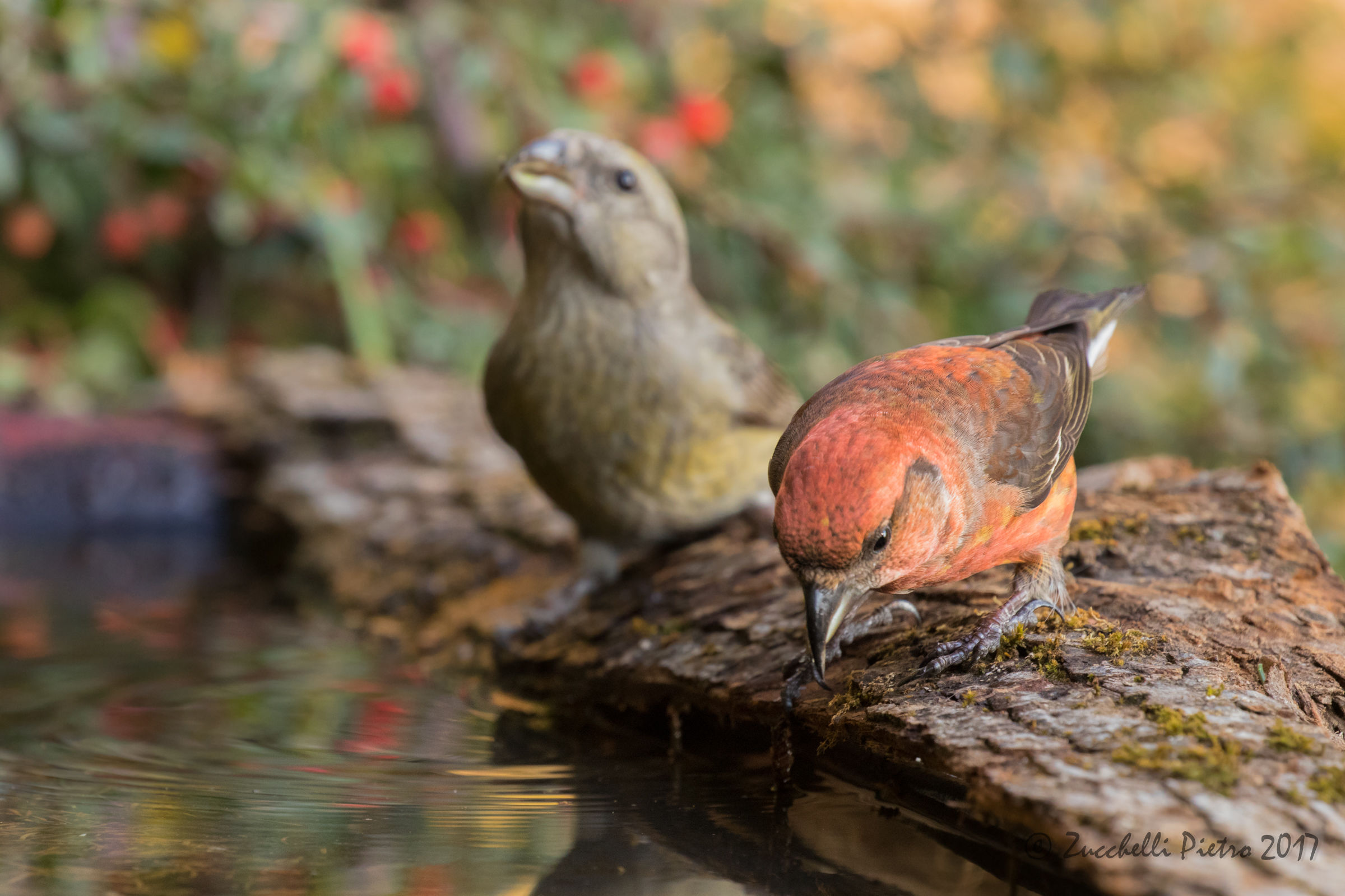Coppietta di crocieri