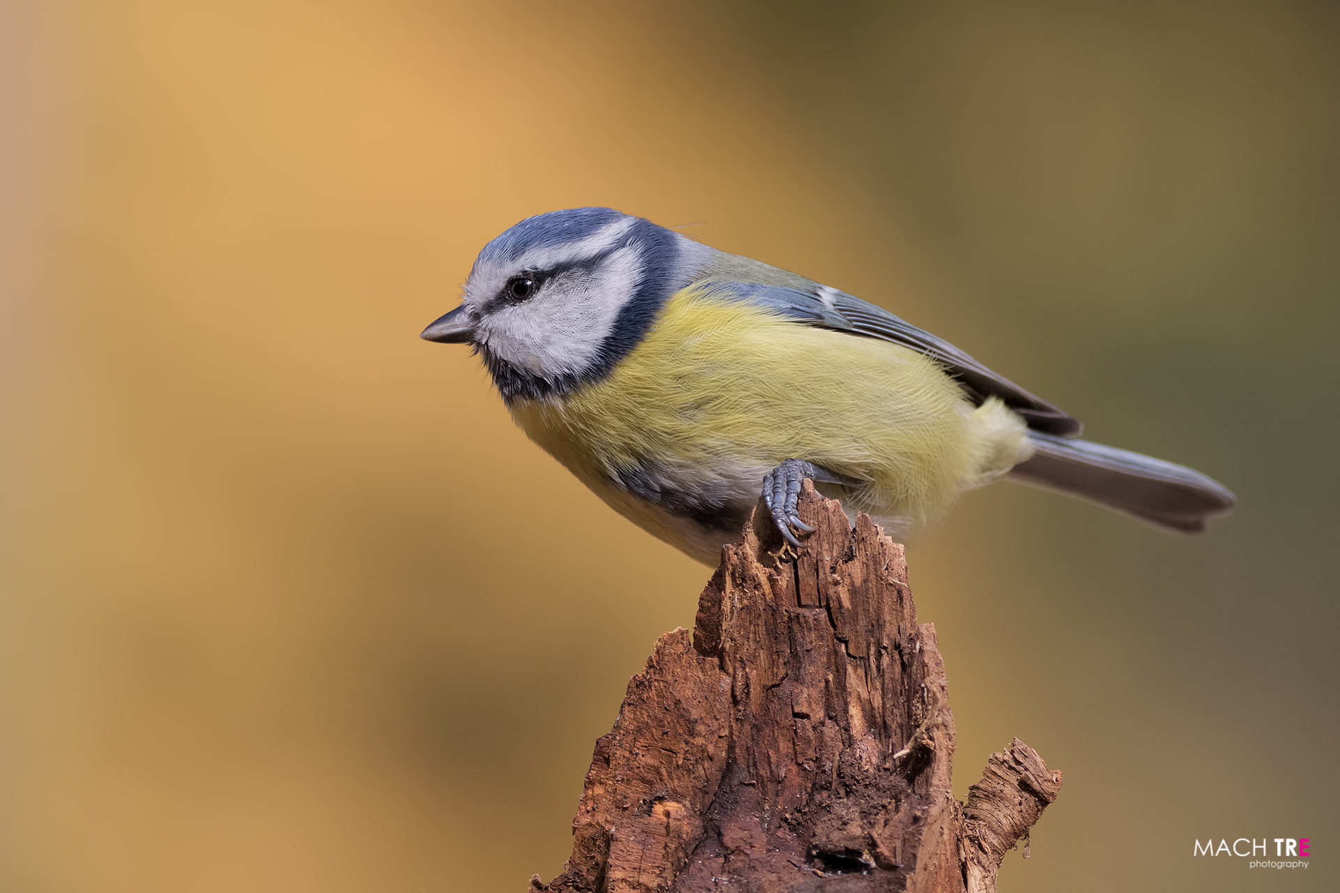 Cinciarella (Cyanistes caeruleus)