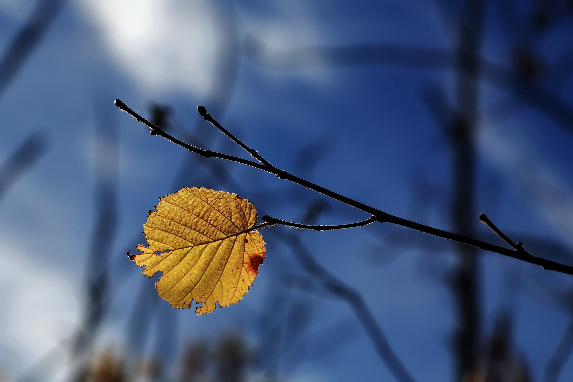 the colors of autumn