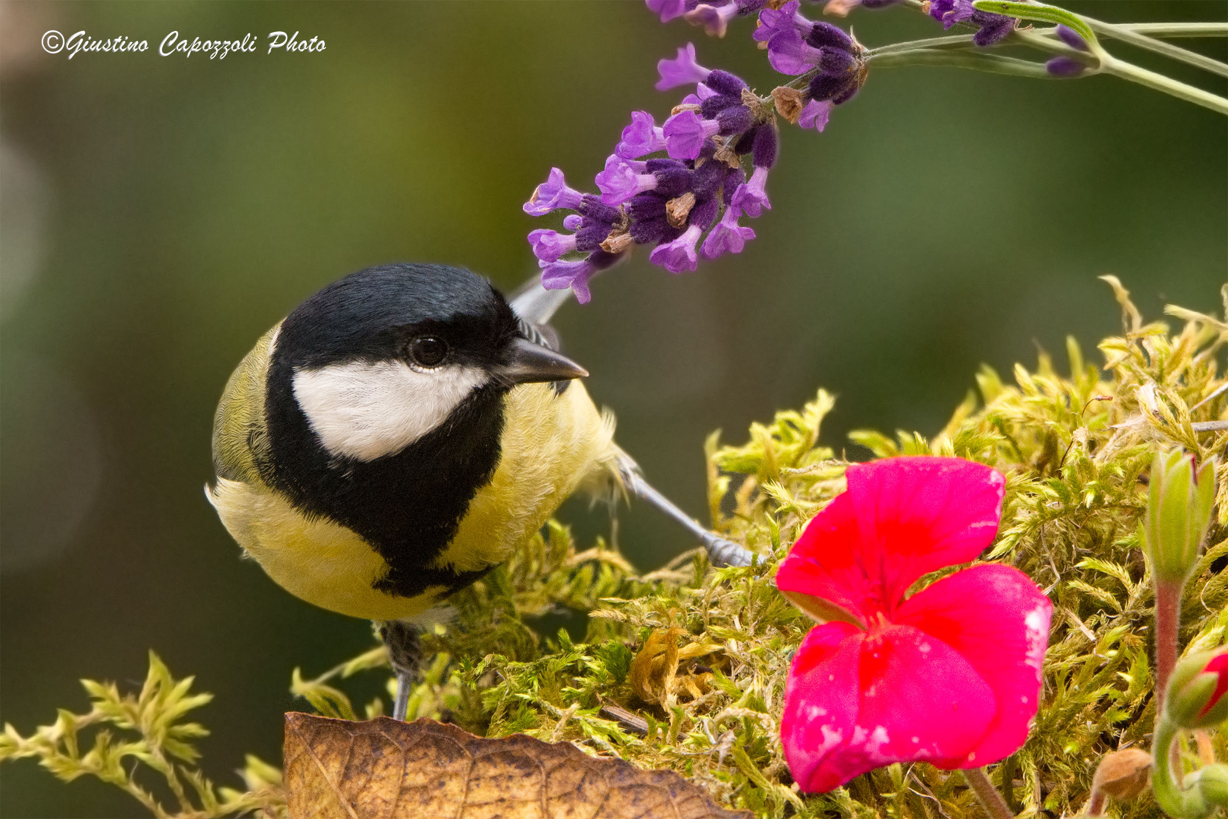 Cinciarella with lavender