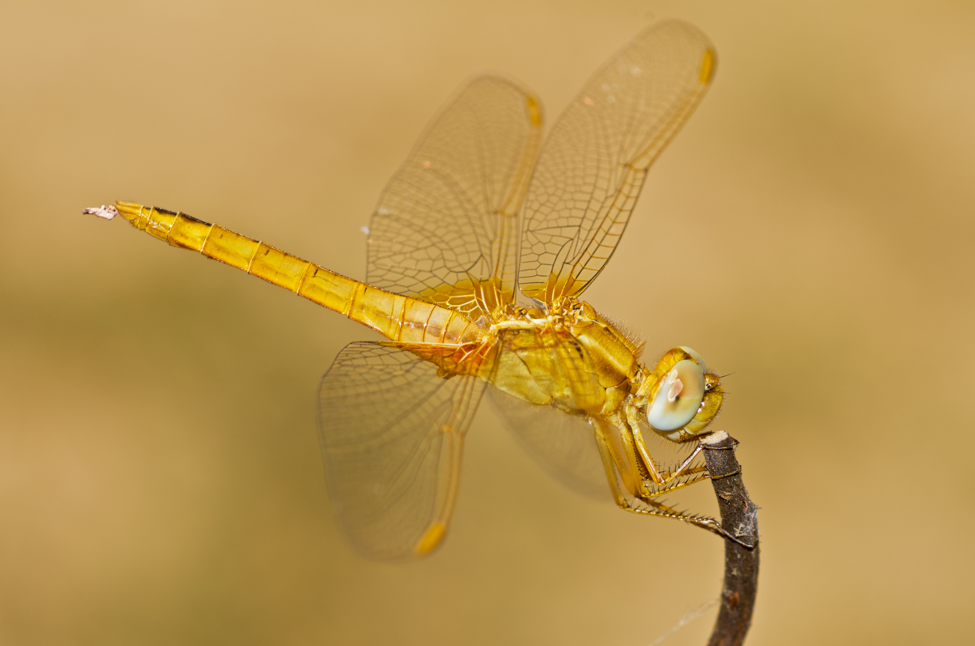 Orthetrum brunneum (Fonscolombe, 1837) - Libellulidae f