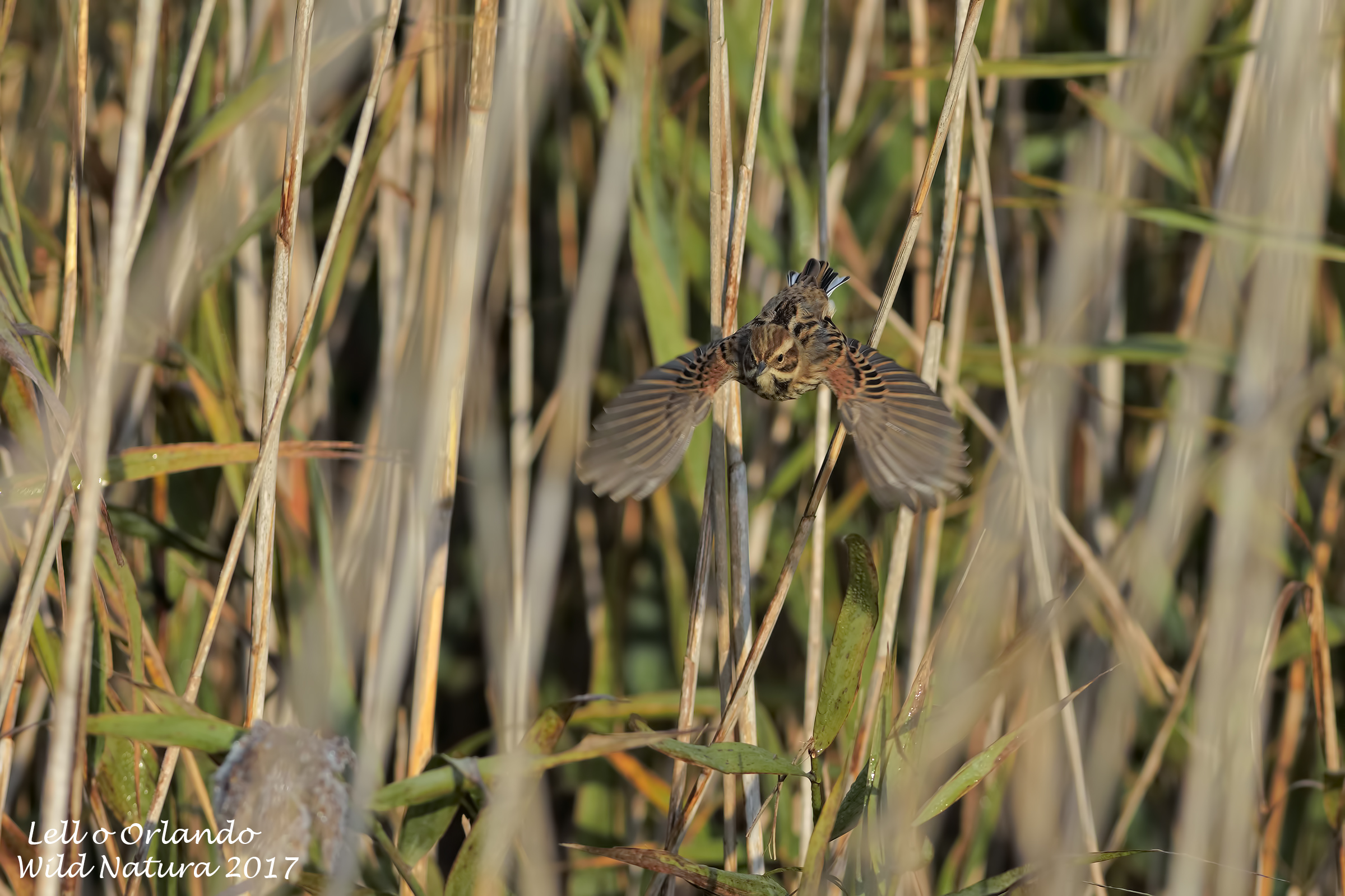Migliarino di palude