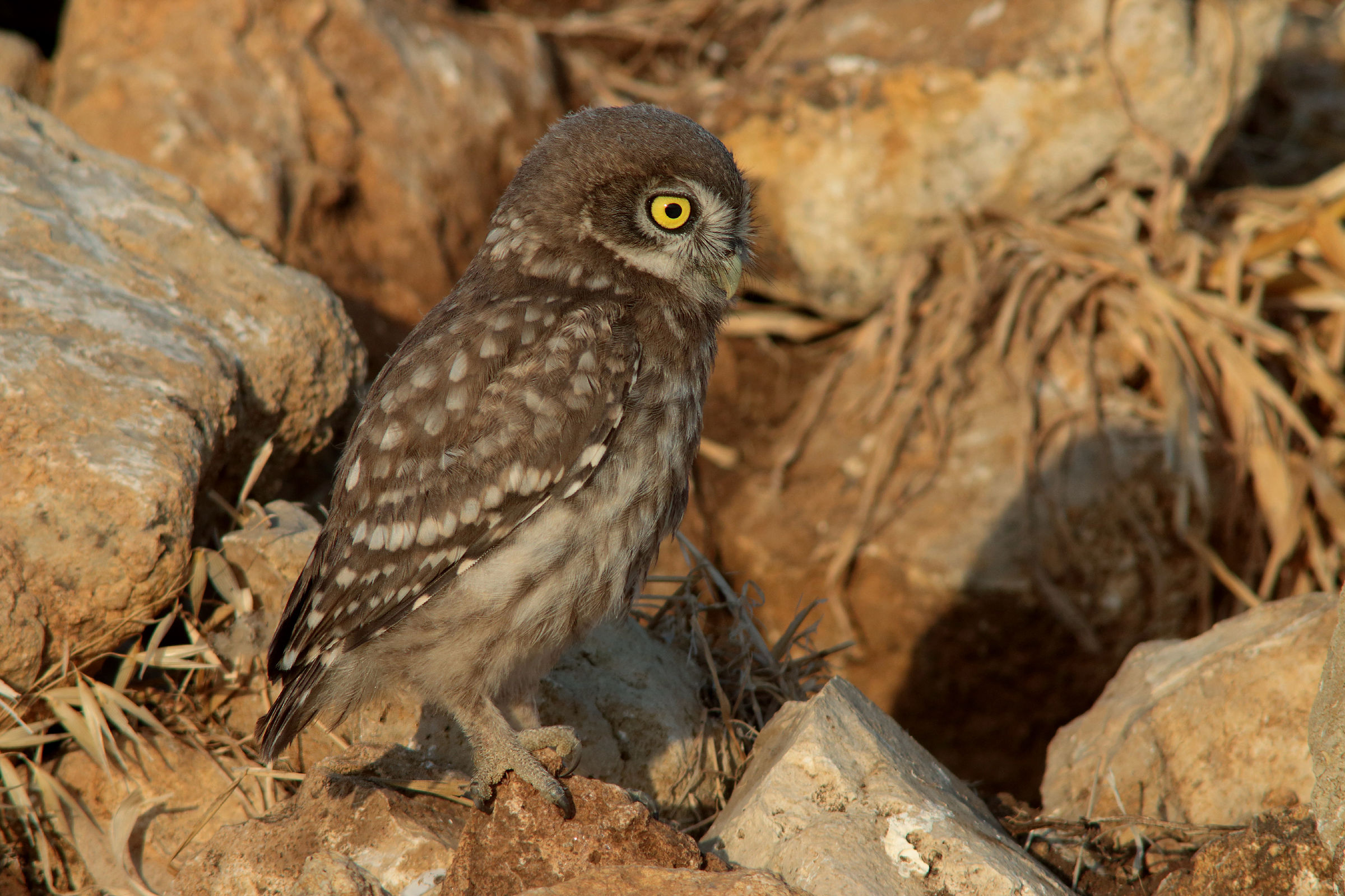 Profile of young owl