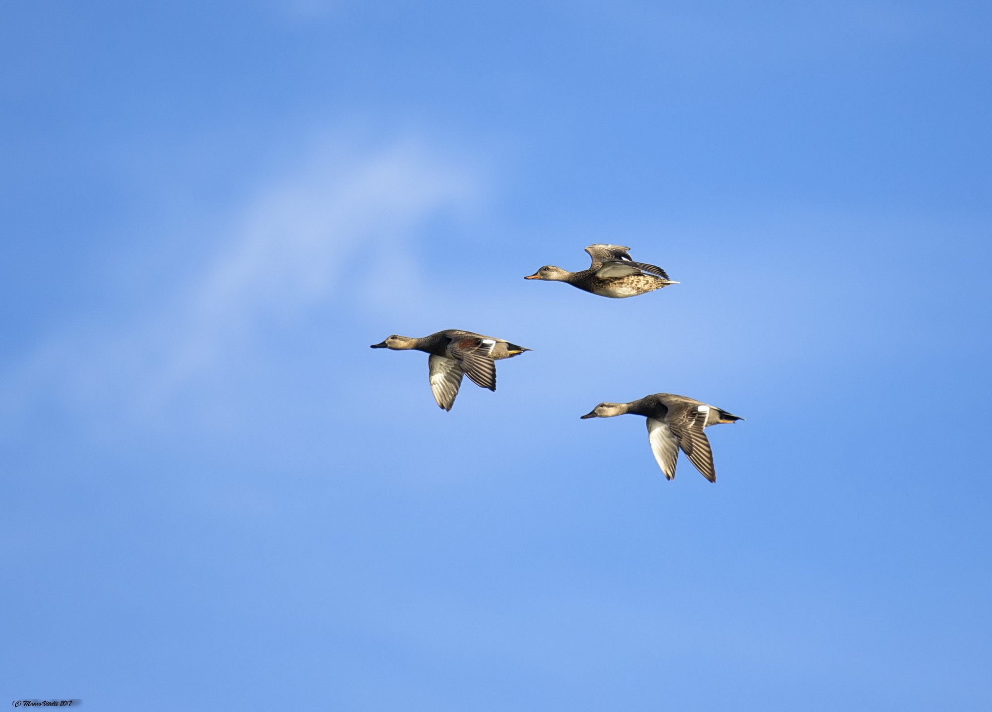 Canapiglie in volo (Anas strepera)