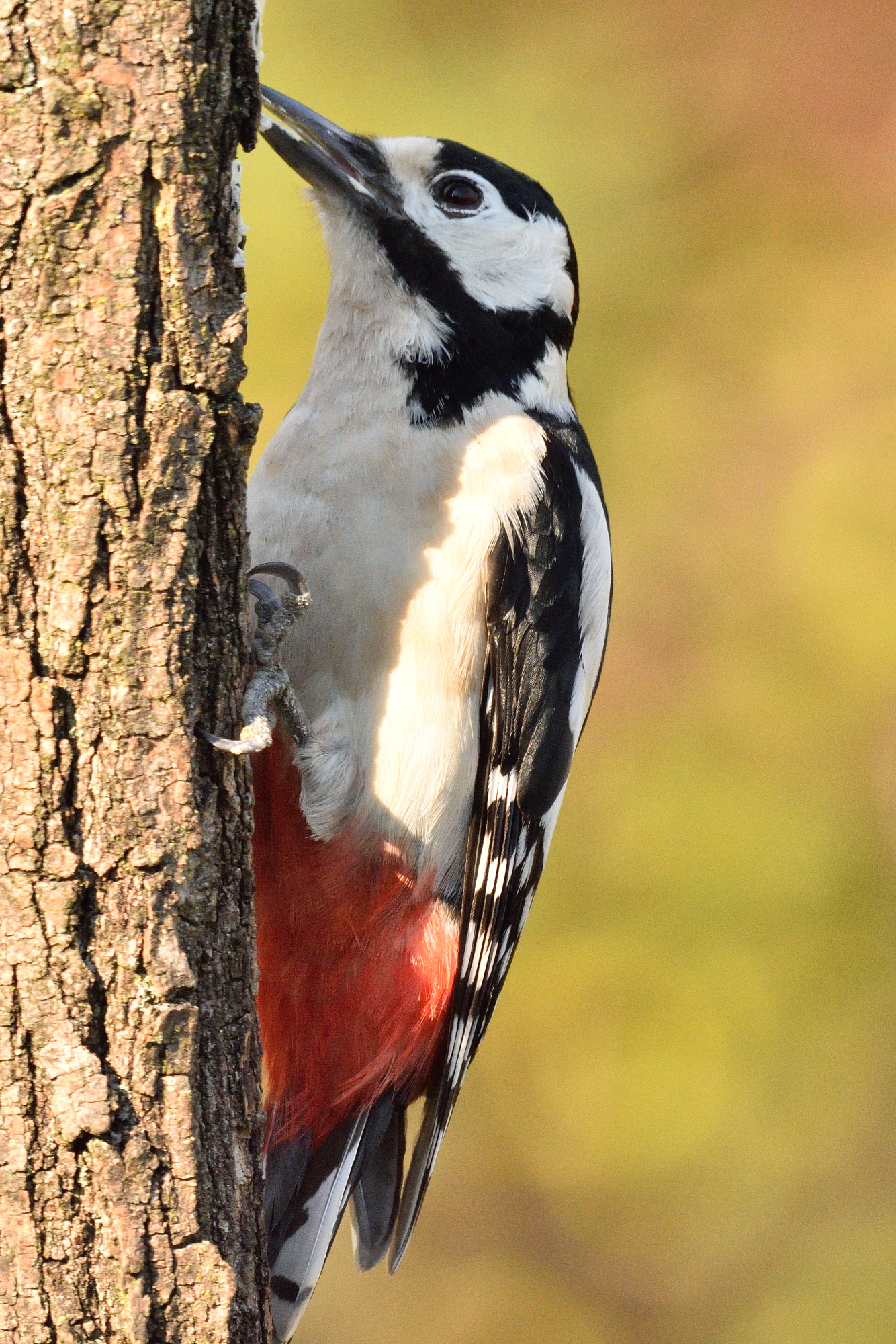 Big red woodpecker