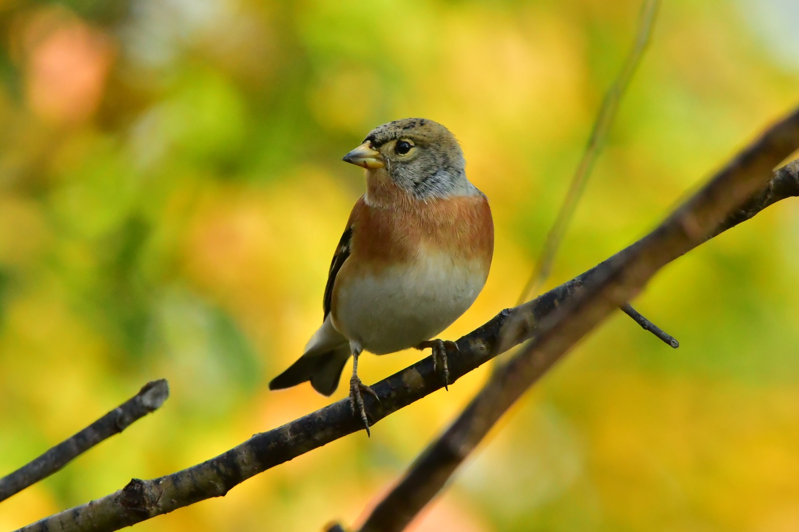 Brambling
