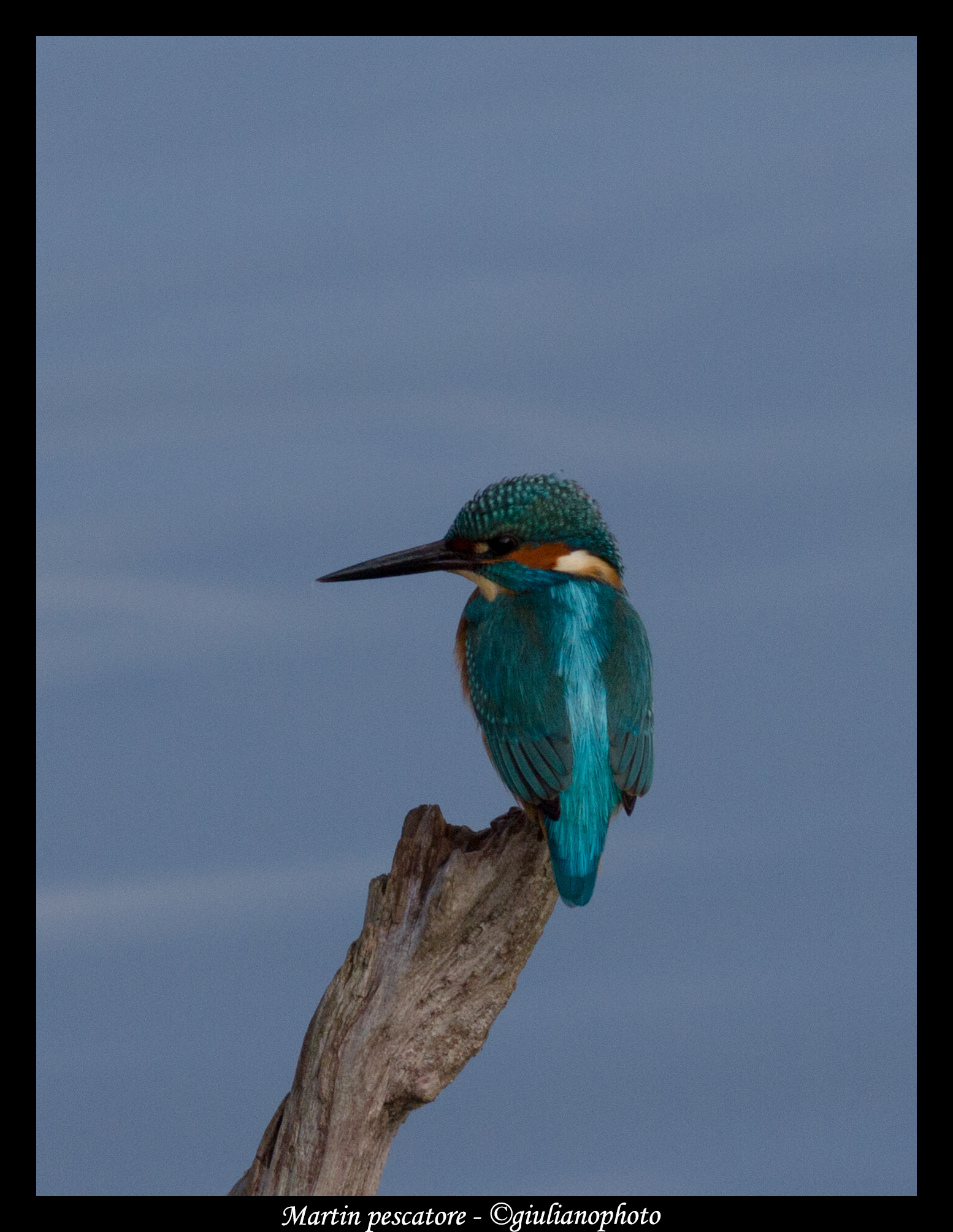 Kingfisher