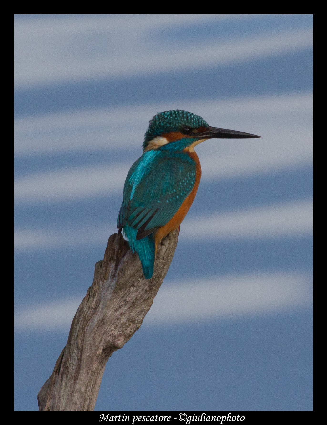 Kingfisher