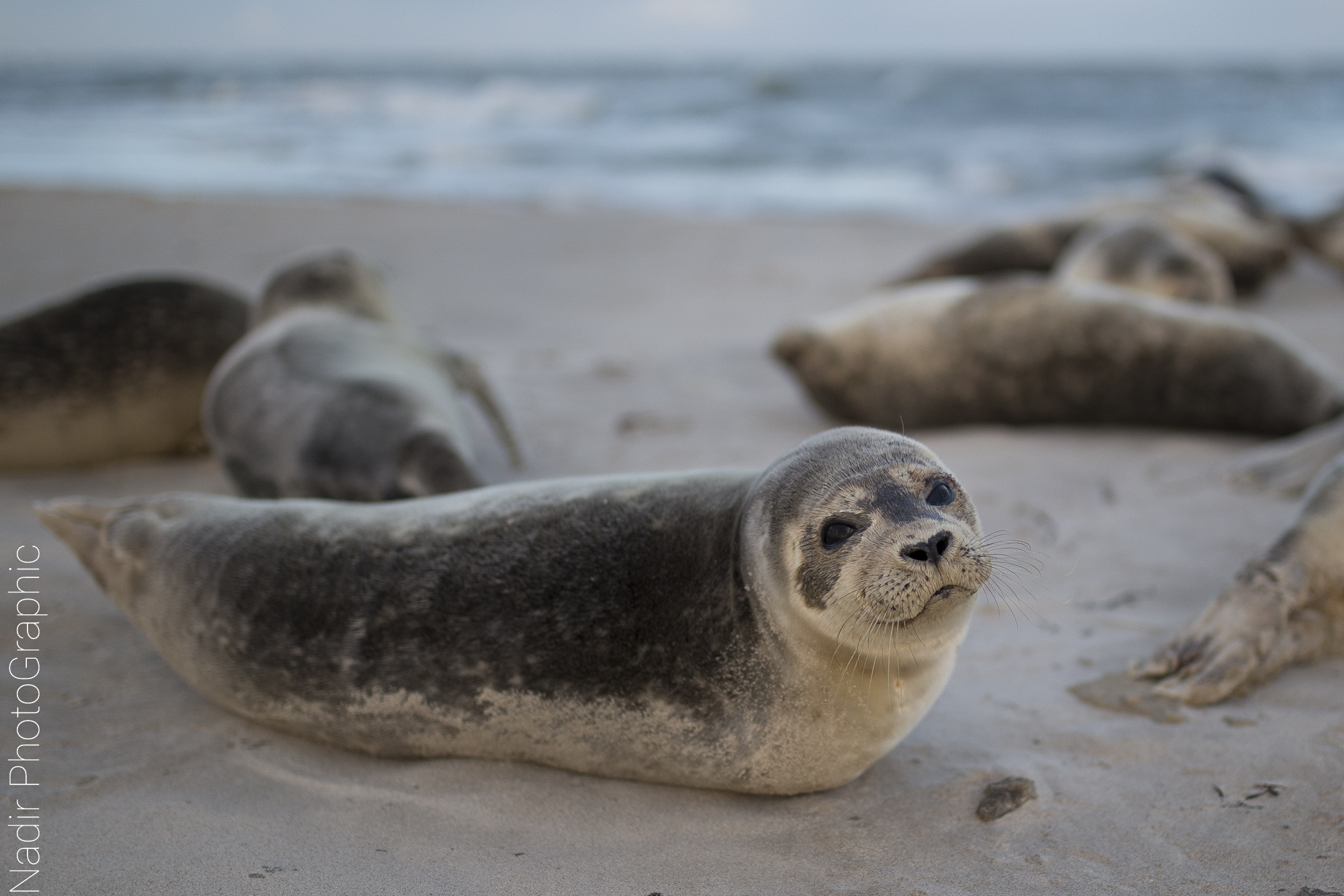 Foche in Skagen, Denmark