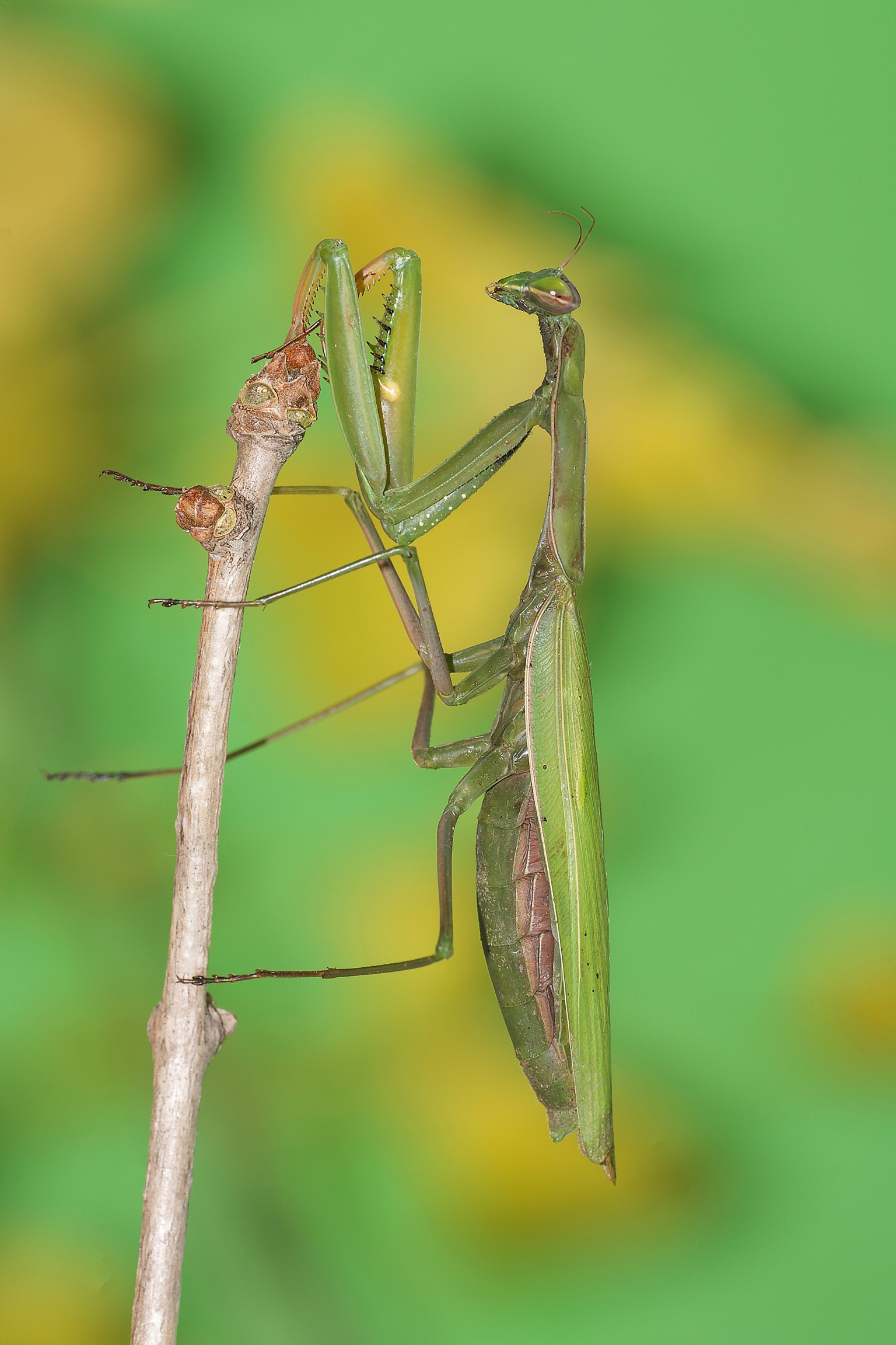 Tra le foglie di ginkgo